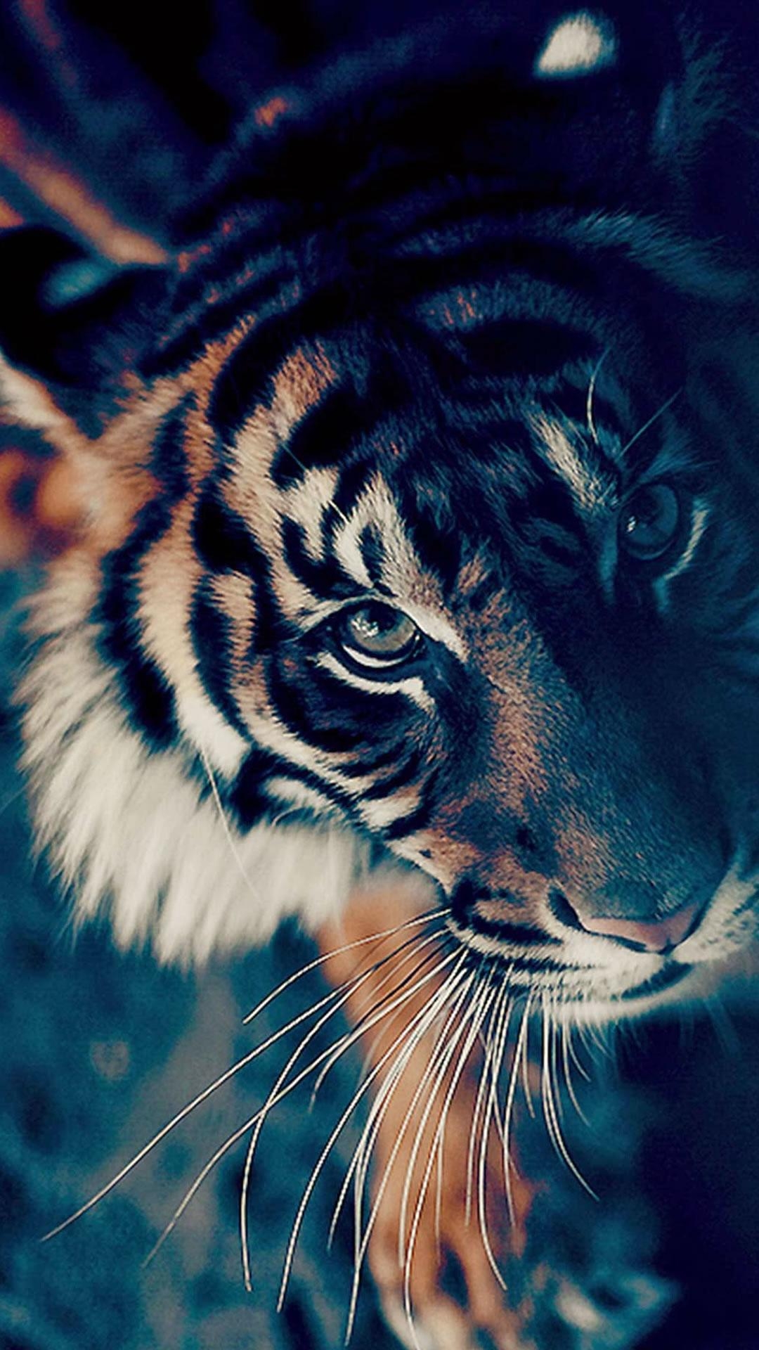 1080x1920 Bengal Tiger Closeup iPhone 8 Wallpaper Free Download Phone Wallpaper, Phone