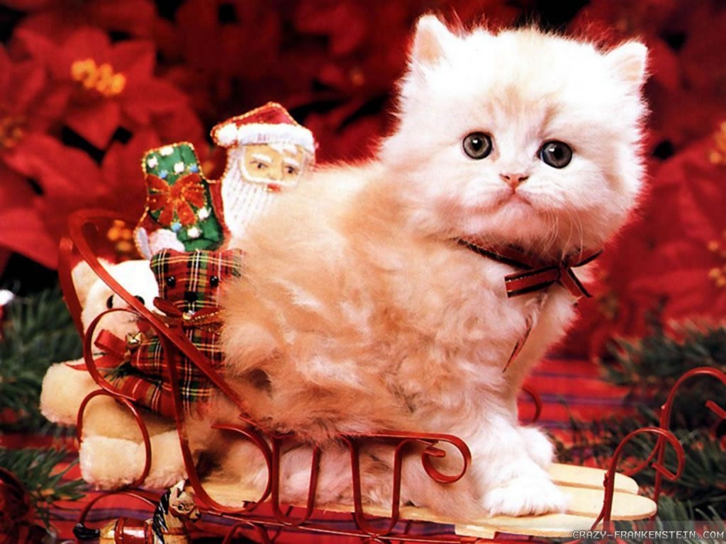 1030x770 Cute Christmas Cat Wallpaper Free Cute Christmas Cat Background, Desktop