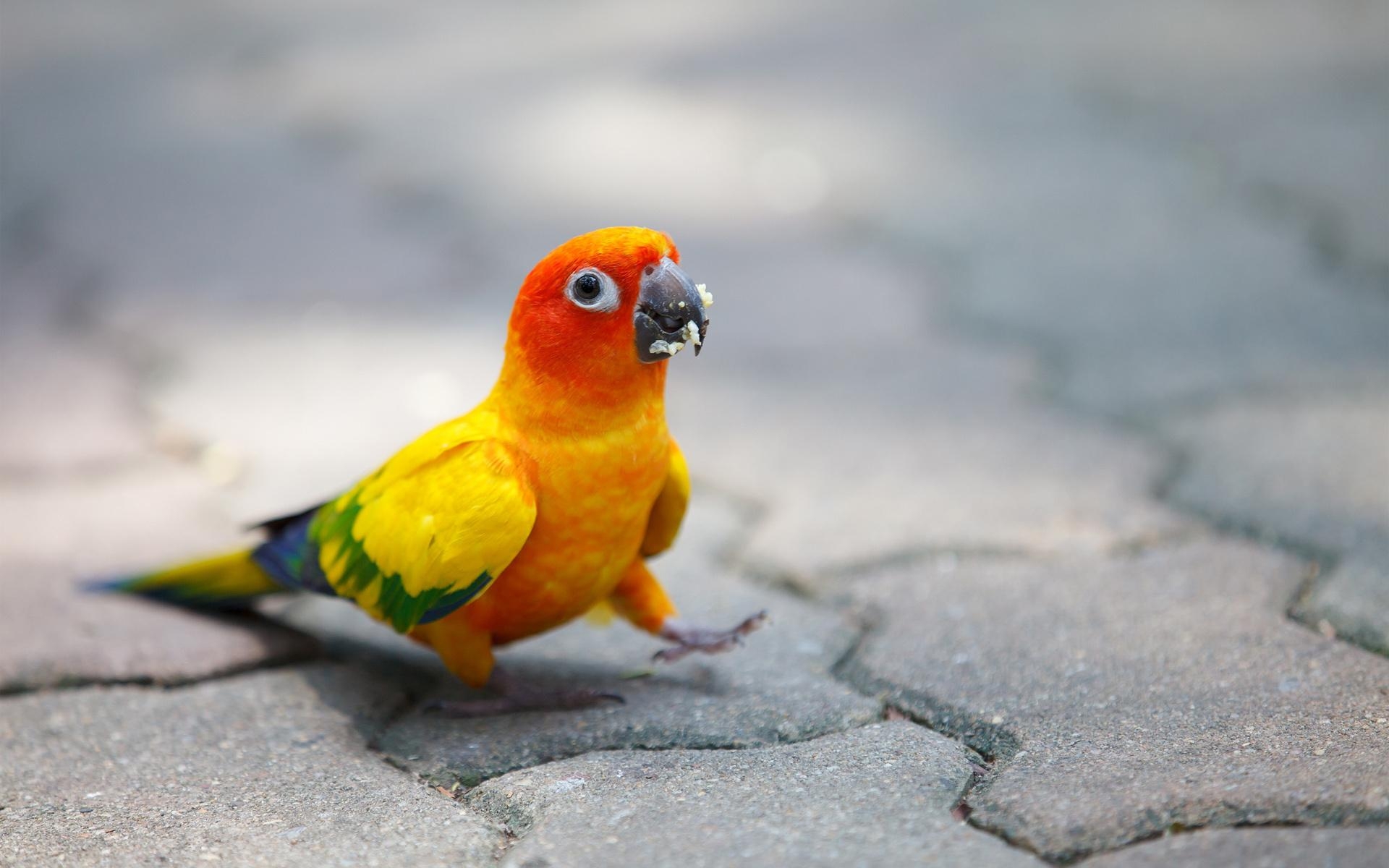 1920x1200 Parrot Wallpaper 13 - [1920 x 1200], Desktop