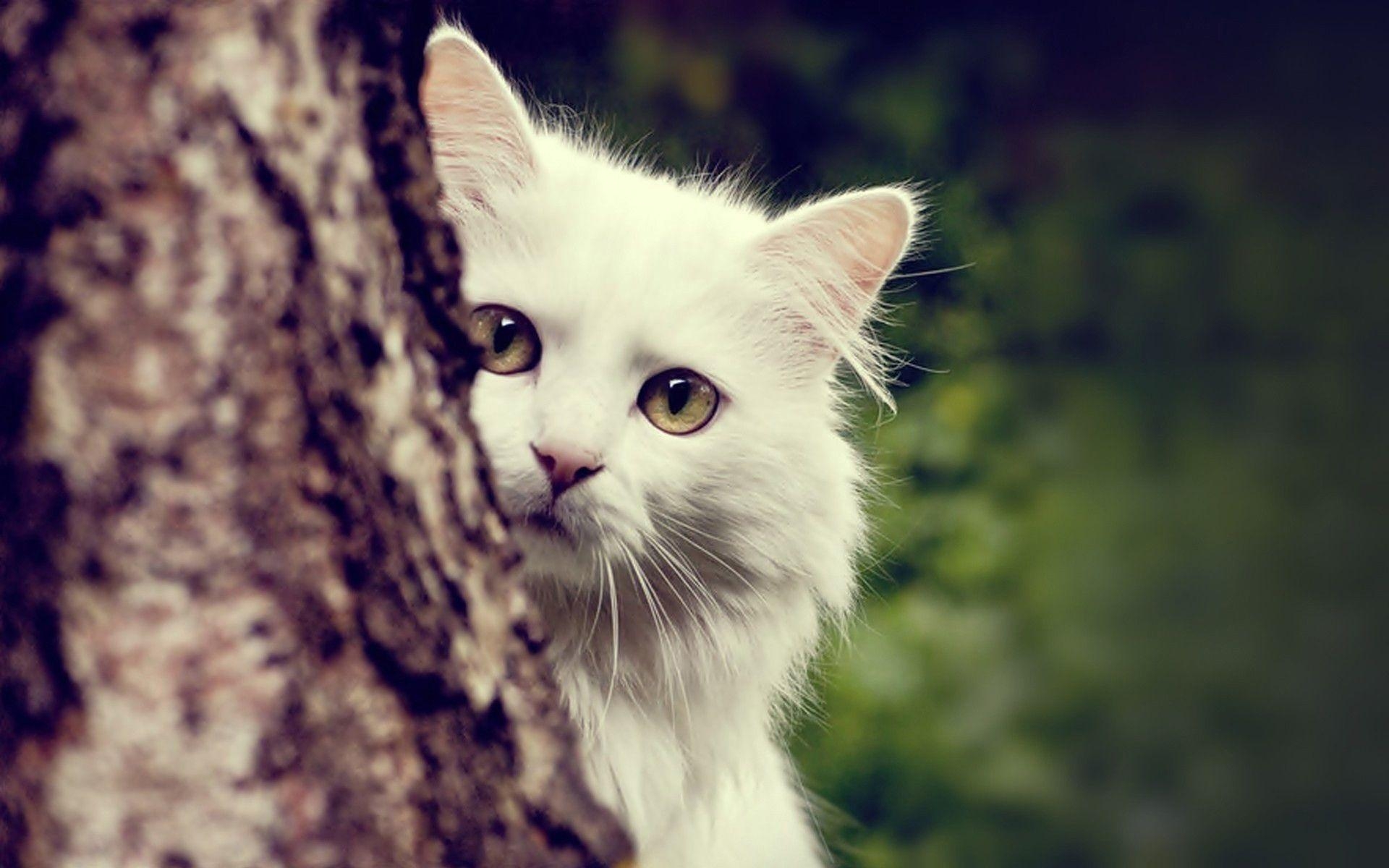 1920x1200 White Cat Wallpaper, Desktop