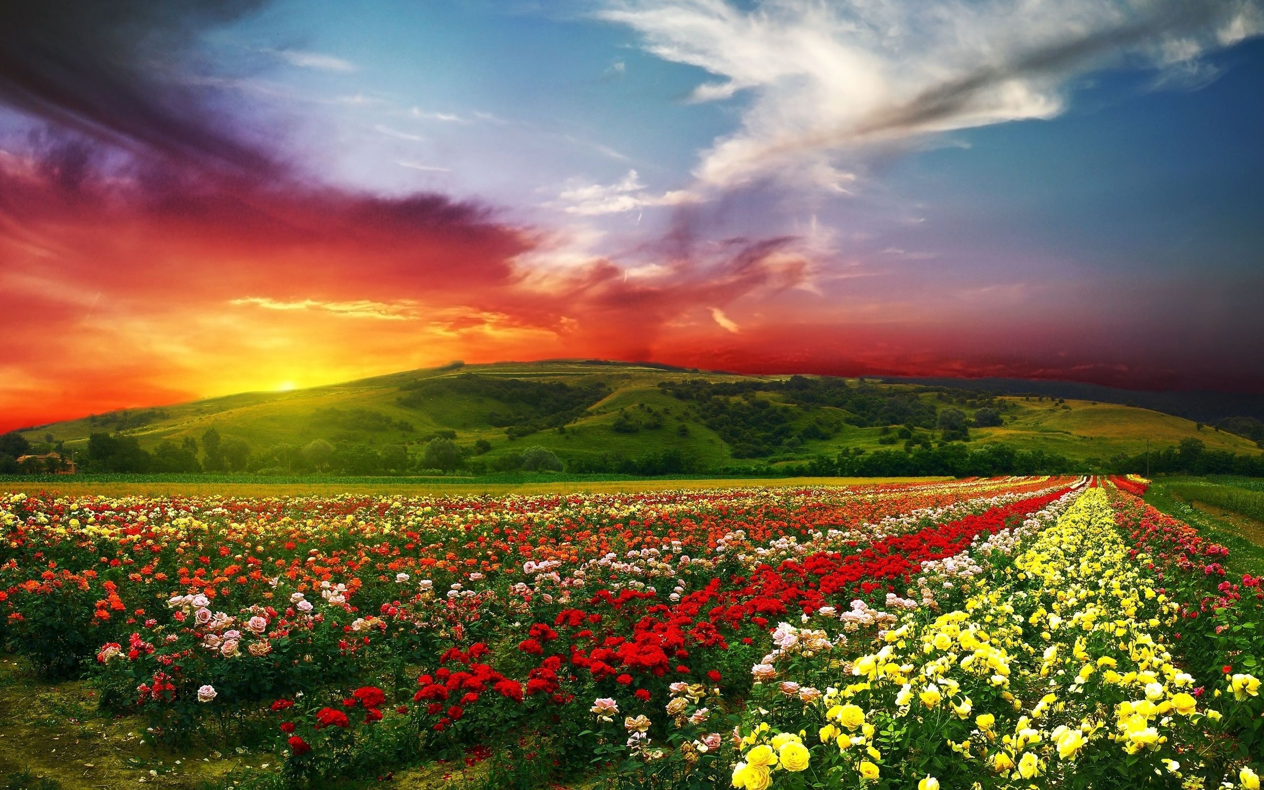 2560x1600 Free download Beautiful flowers with colorful clouds 4K Ultra HD, Desktop