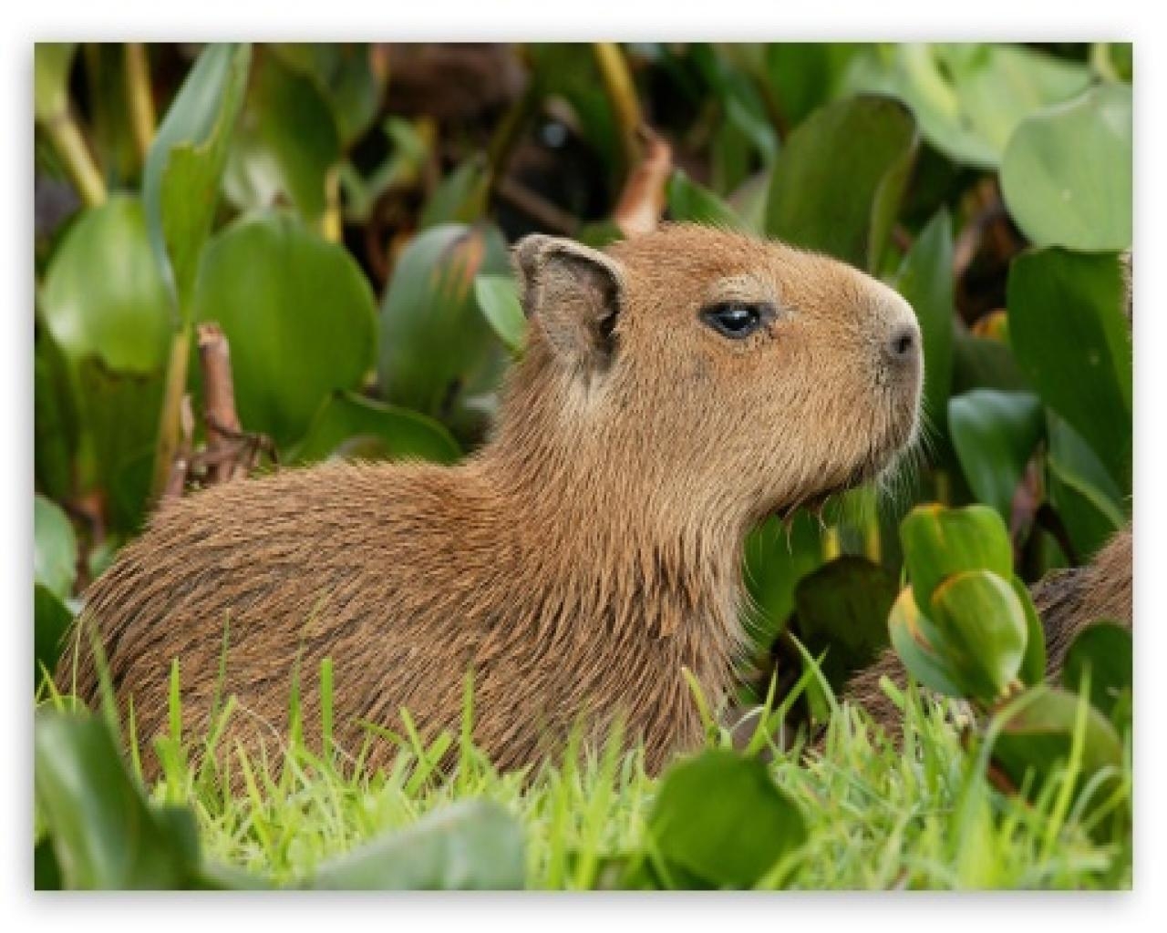 1280x1030 Capybara Wallpaper. ZyZiXuN E Journal, Desktop