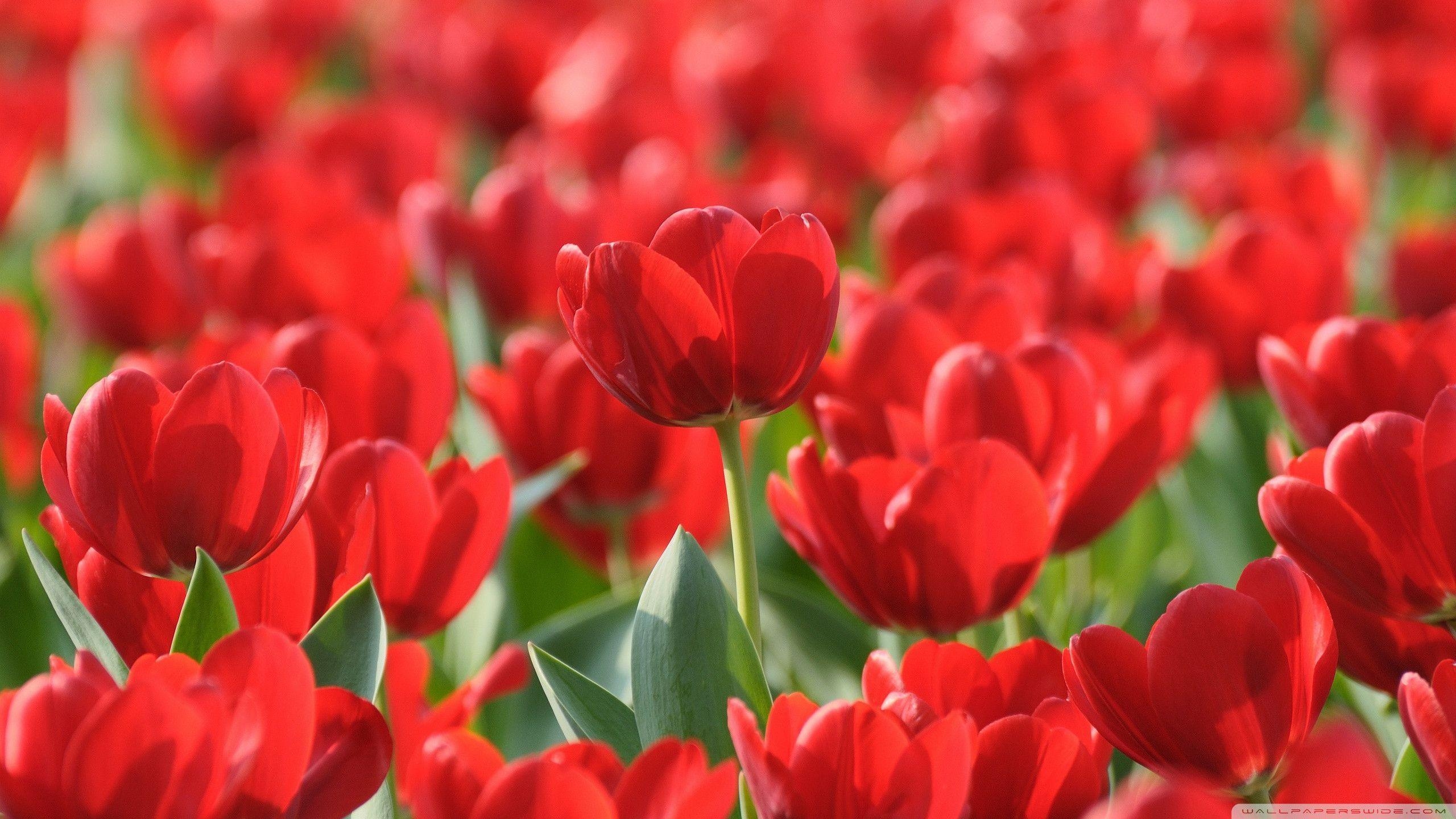 2560x1440 Red Tulip Wallpaper 6, Desktop