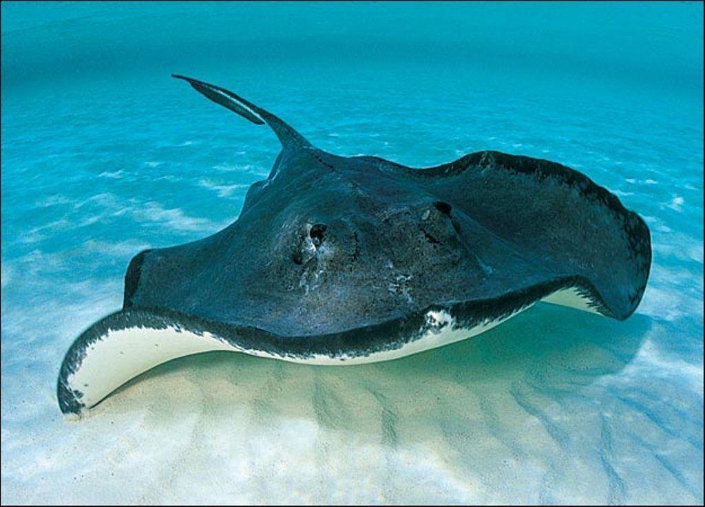 1030x740 Stingray (id: 15387). WallPho, Desktop