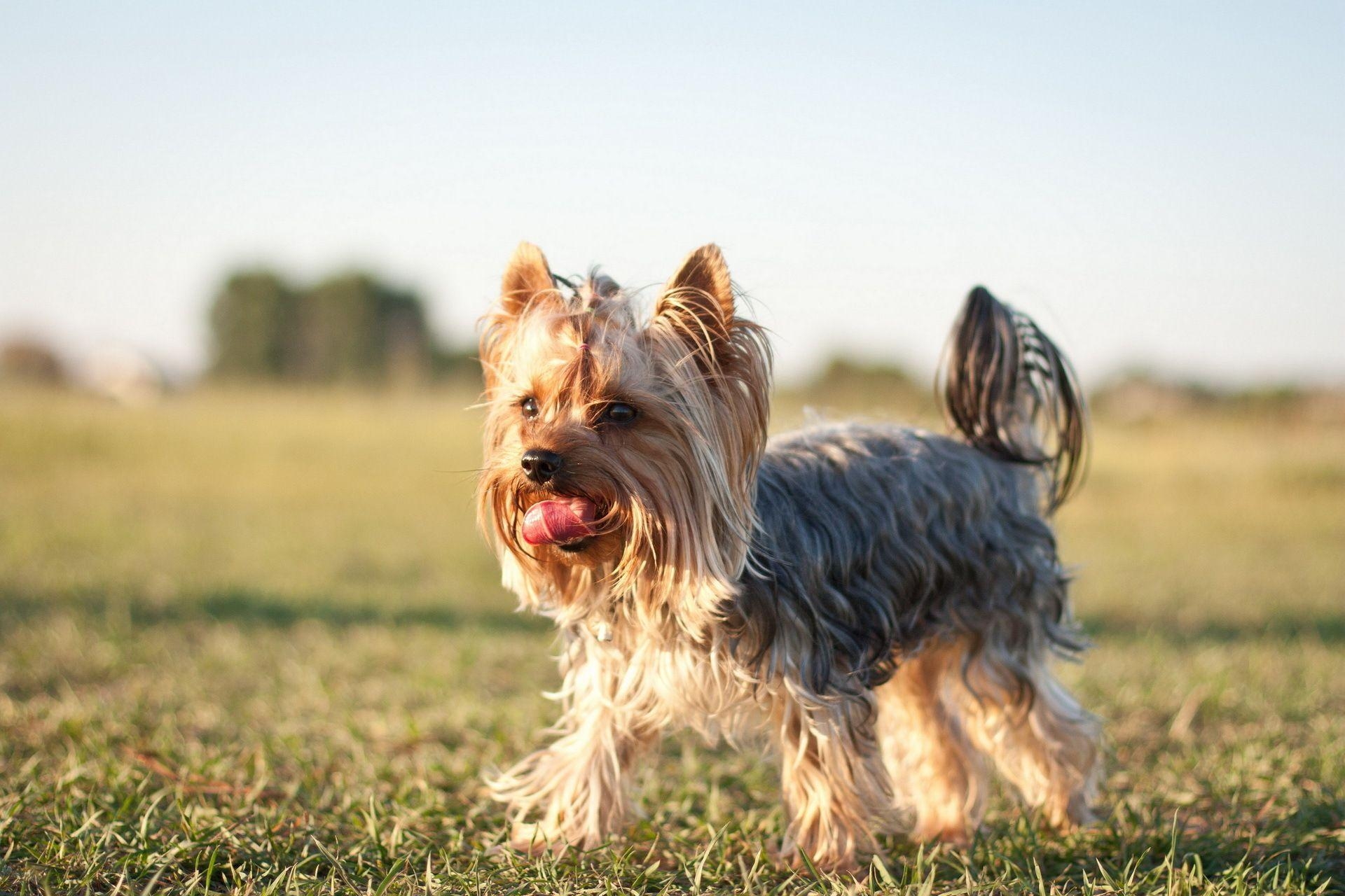 1920x1280 HD Yorkshire Terrier Dog Wallpaper, Desktop