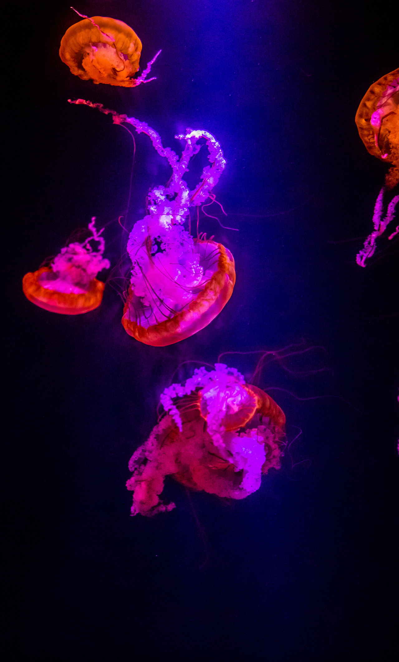 1280x2120 Download wallpaper  jellyfish, underwater, orange glow, pink, iphone 6 plus,  HD background, 22980, Phone