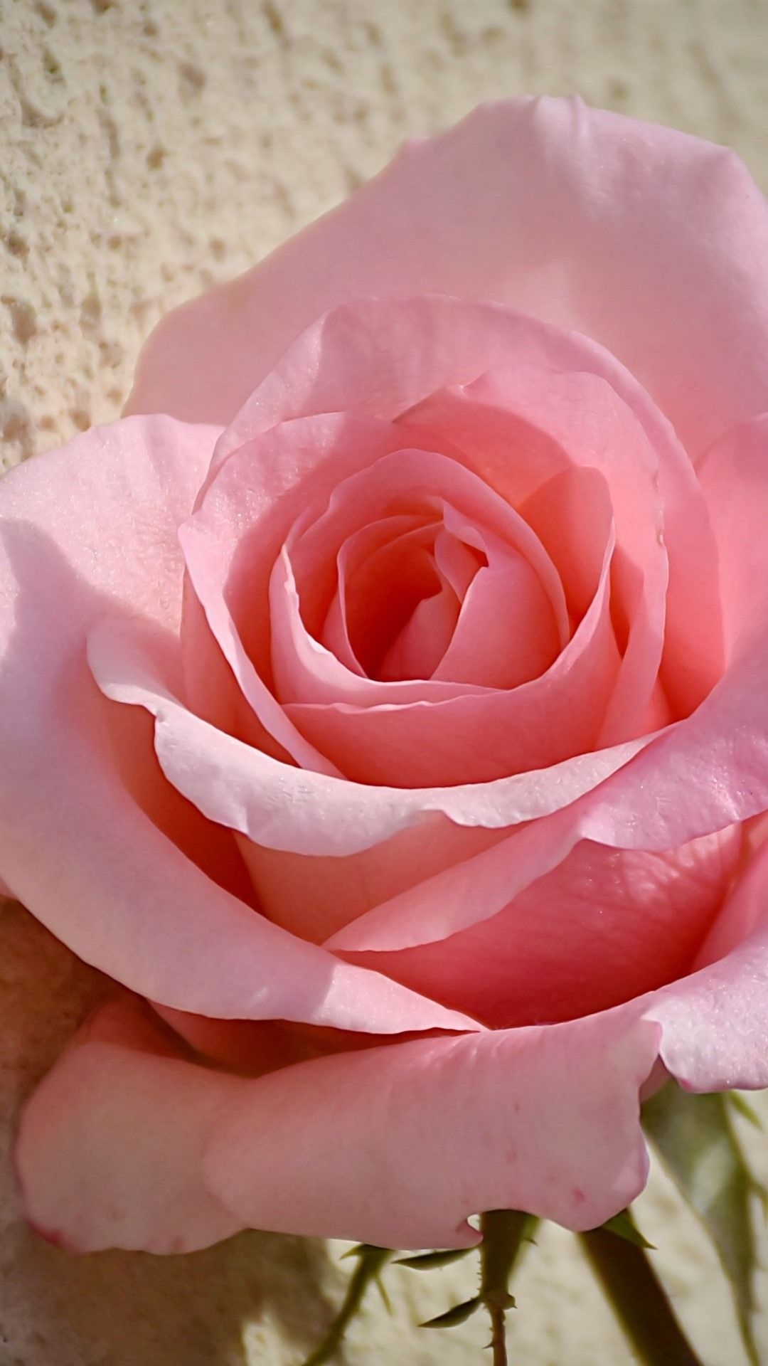 1080x1920 One Pink Rose Close Up, Flower  IPhone 8 7 6 6S Plus, Phone