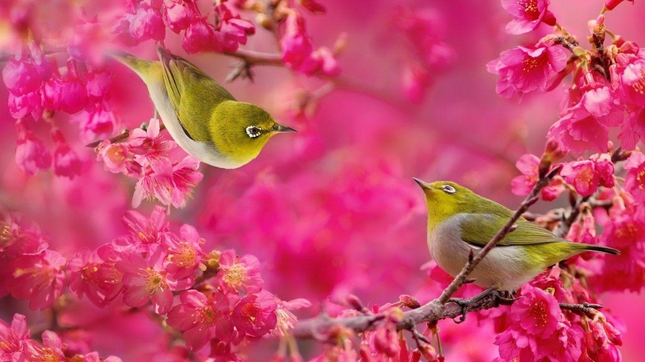 1280x720 birds and flowers. Birds Wallpaper. Live HD Wallpaper HQ, Desktop