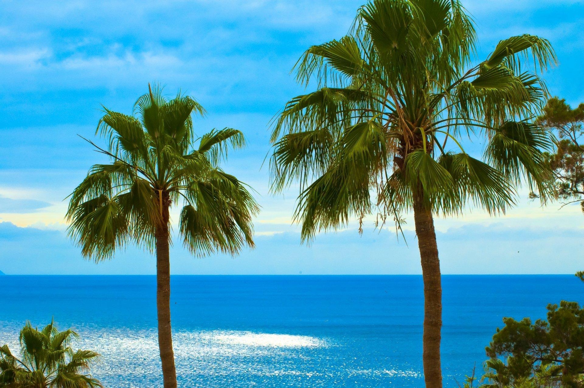 1920x1280 palm fan leaves ocean sky los gigantes tenerife canary islands HD, Desktop