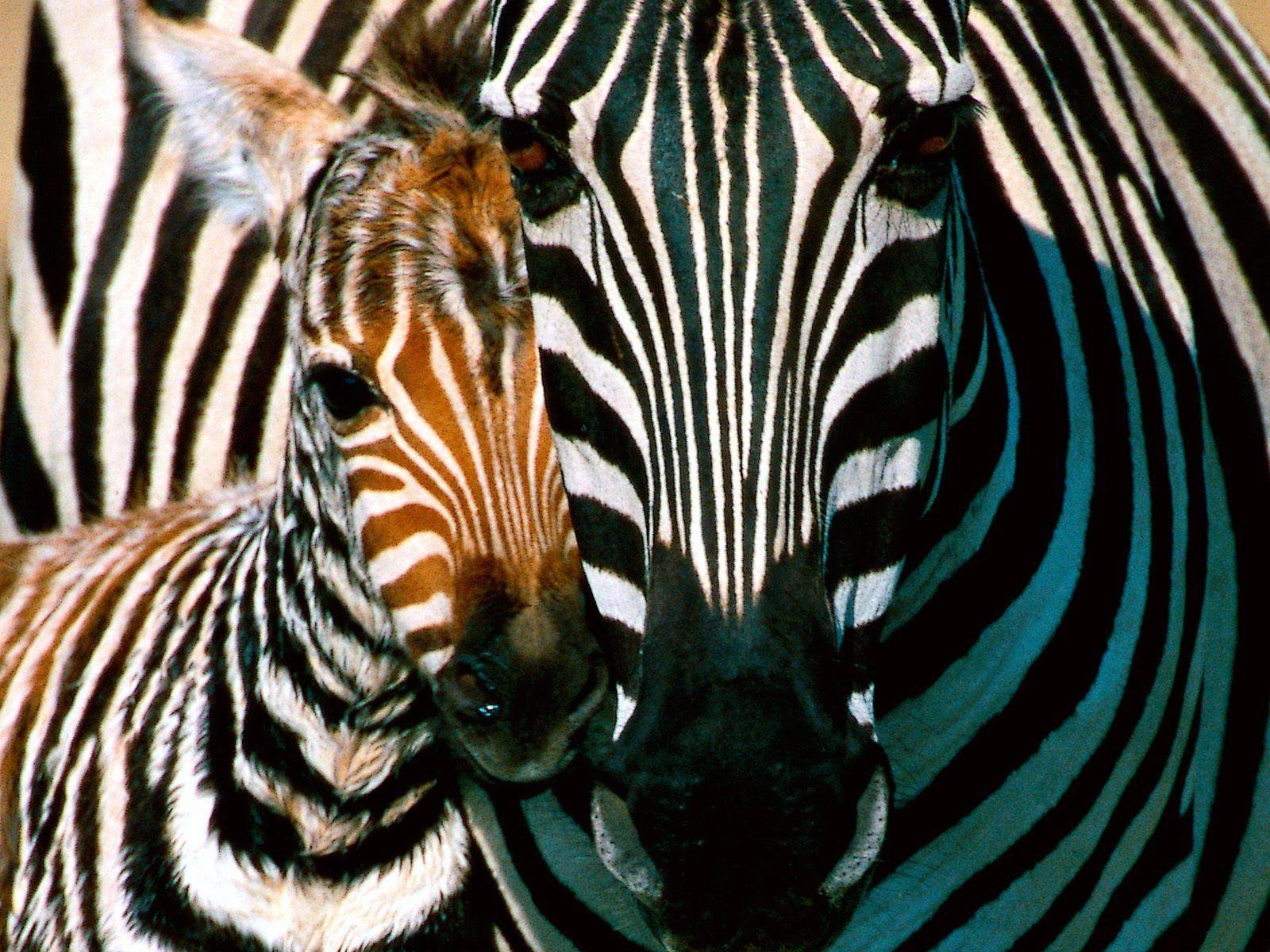 1600x1200 Download HD Desktop Wallpaper Zebras Wallpaper HD Zebra Wallpaper, Desktop