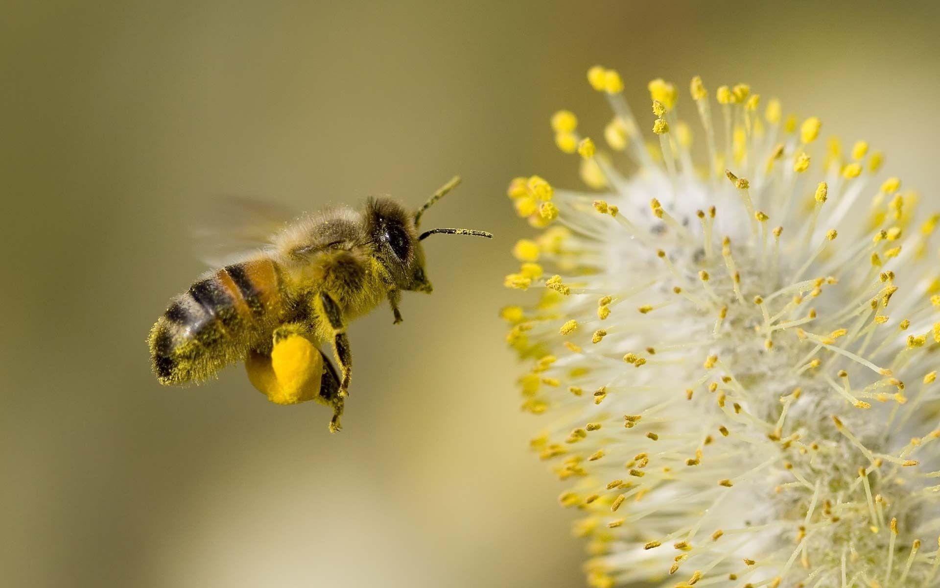 1920x1200 Honey Bee, Desktop