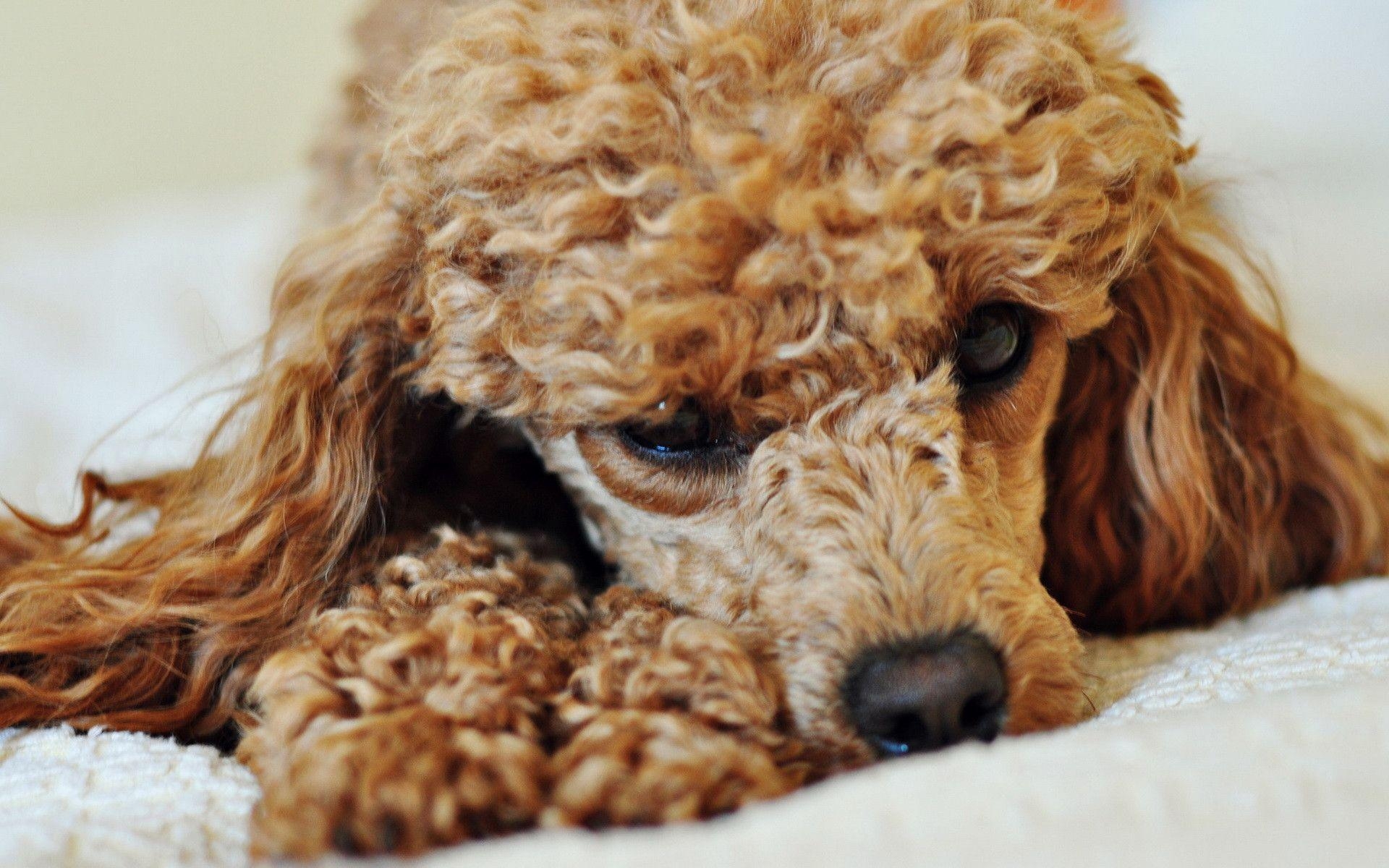 1920x1200 Poodle wallpaper and image, picture, photo, Desktop