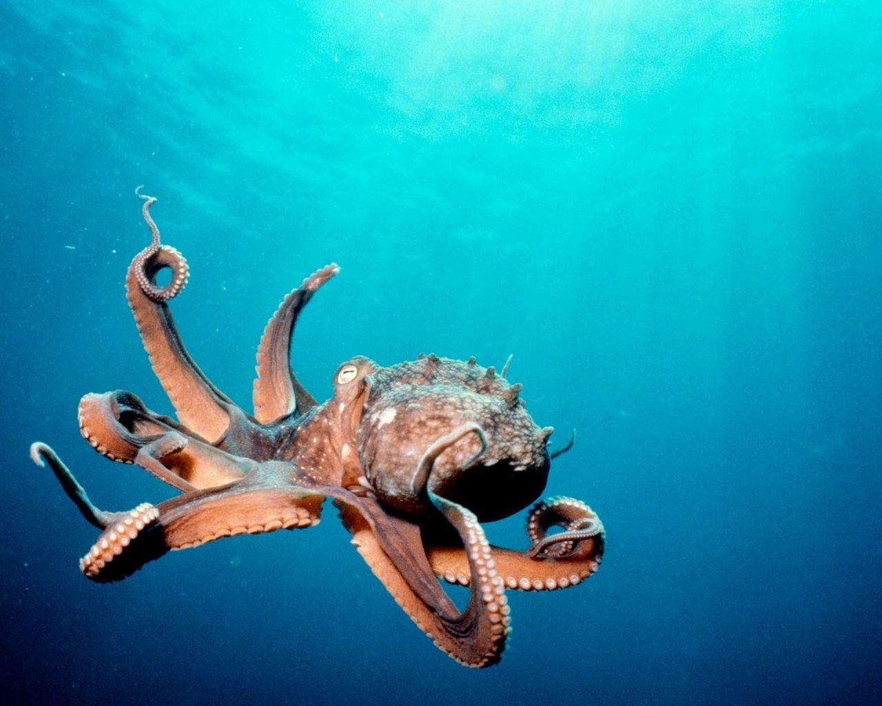 1280x1030 Deep Ocean Life. Deep Sea Creatures Wallpaper.com, Desktop