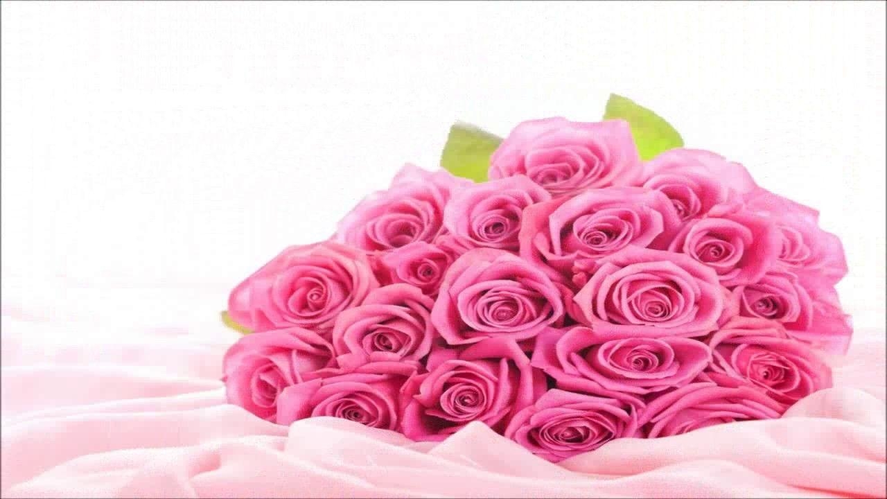 1280x720 Special Pink Rose HD Wallpaper Image, Desktop