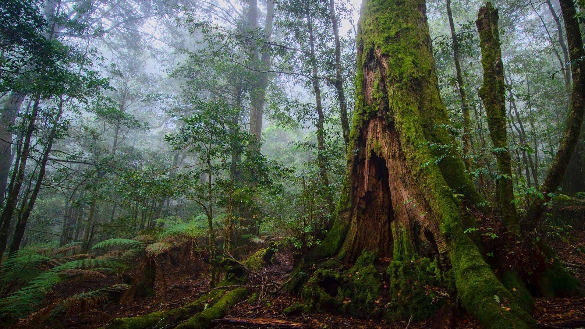 1920x1080 Tree forest nature landscape rock HD ultrahd 4k wallpaper, Desktop