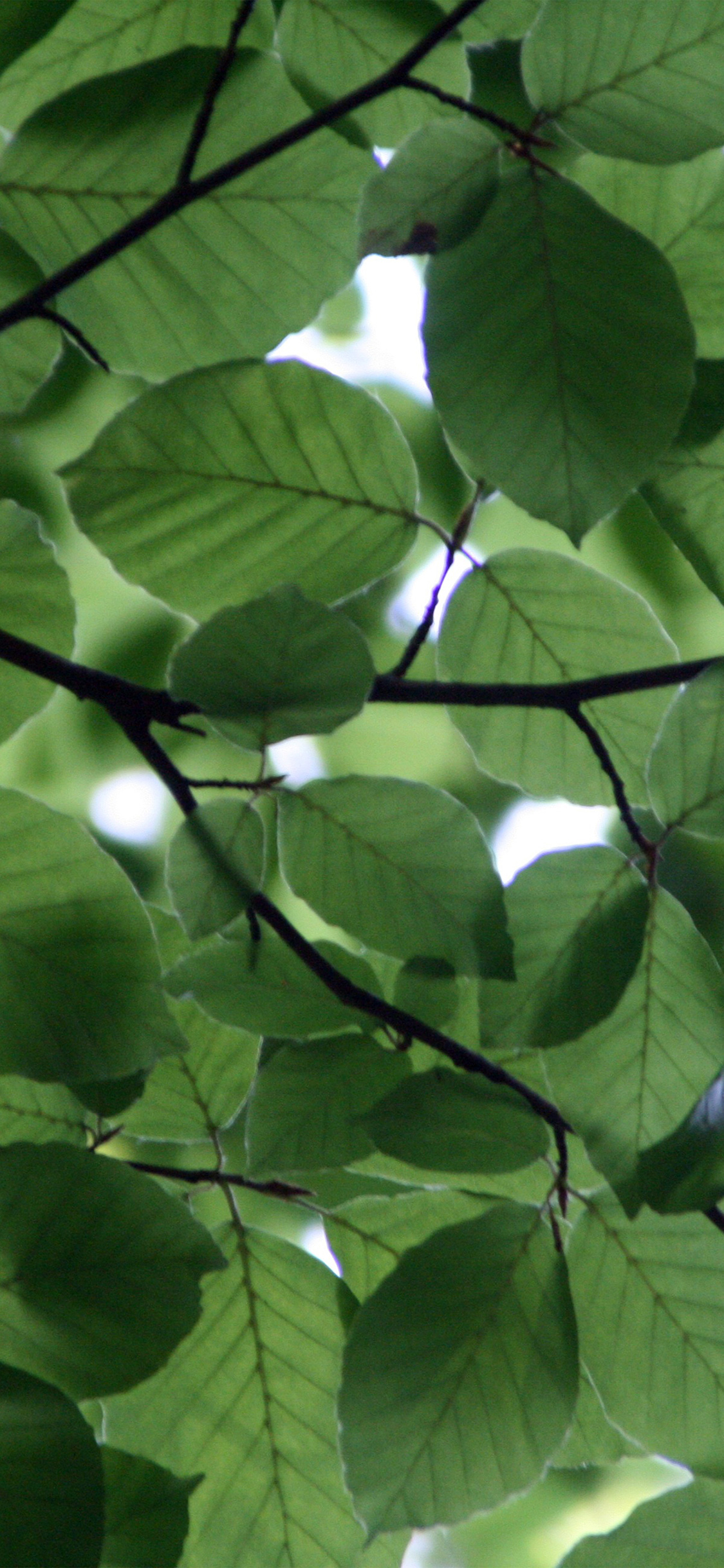 1130x2440 iPhone X wallpaper. tree blossom nature leaf green, Phone