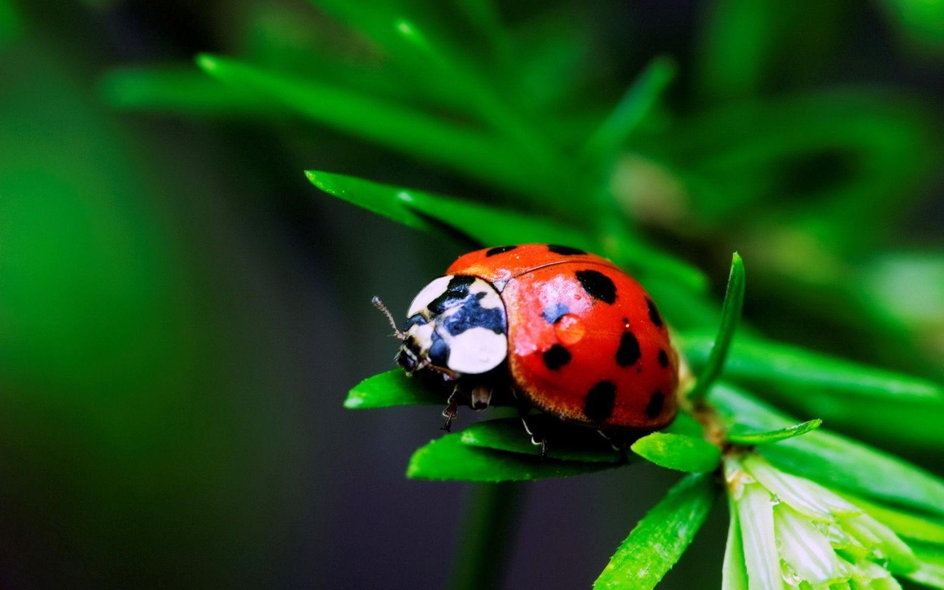 1920x1200 Ladybird Wallpaper, Adorable 38 Ladybird Image 100% Quality HD, Desktop