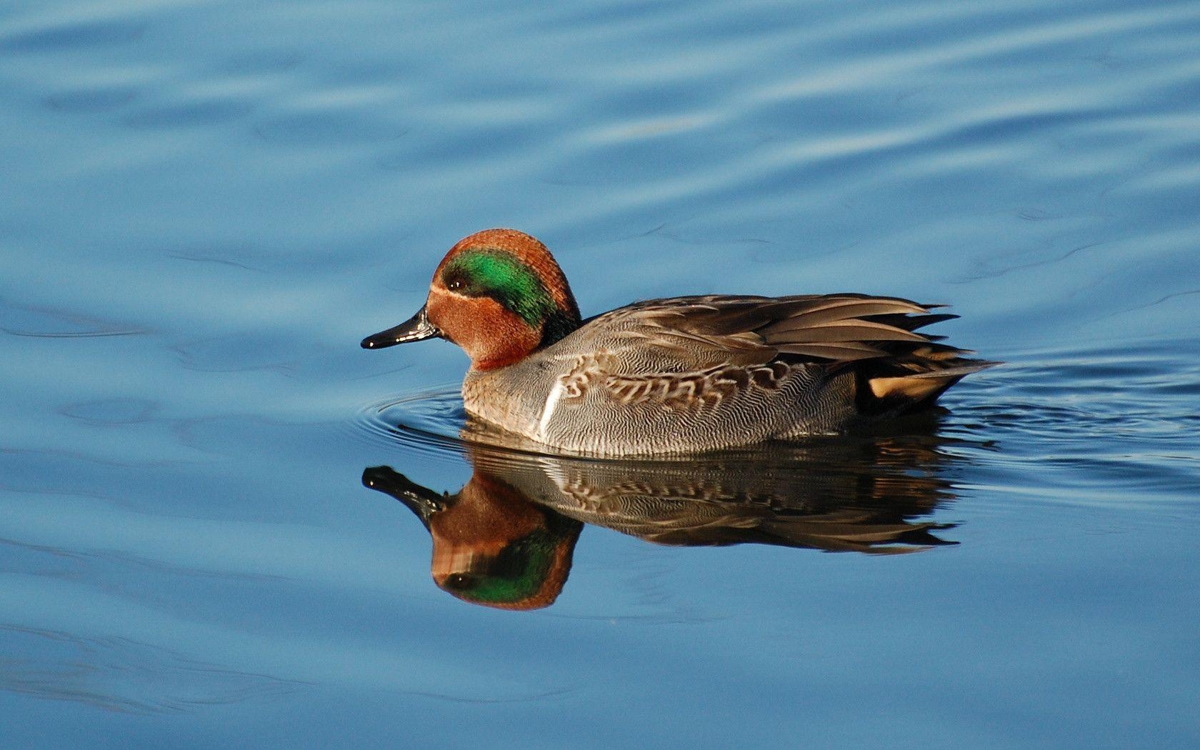 1680x1050 Suzanne Britton Nature Photography: Waterfowl Wallpaper Only, Desktop