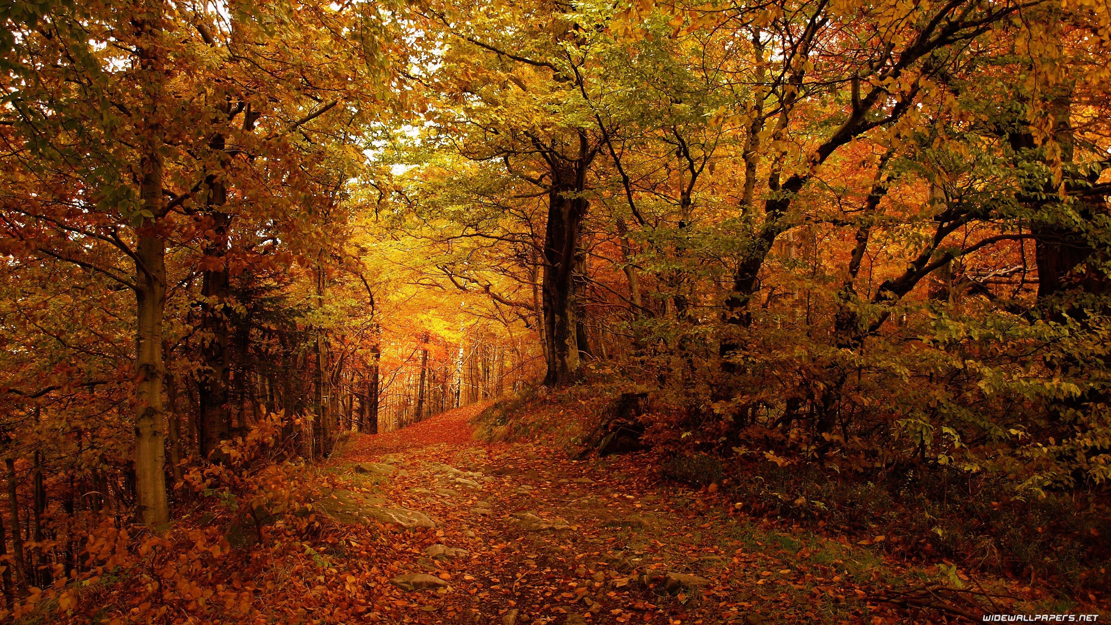 3840x2160 Autumn desktop wallpaper 4K Ultra HD, Desktop