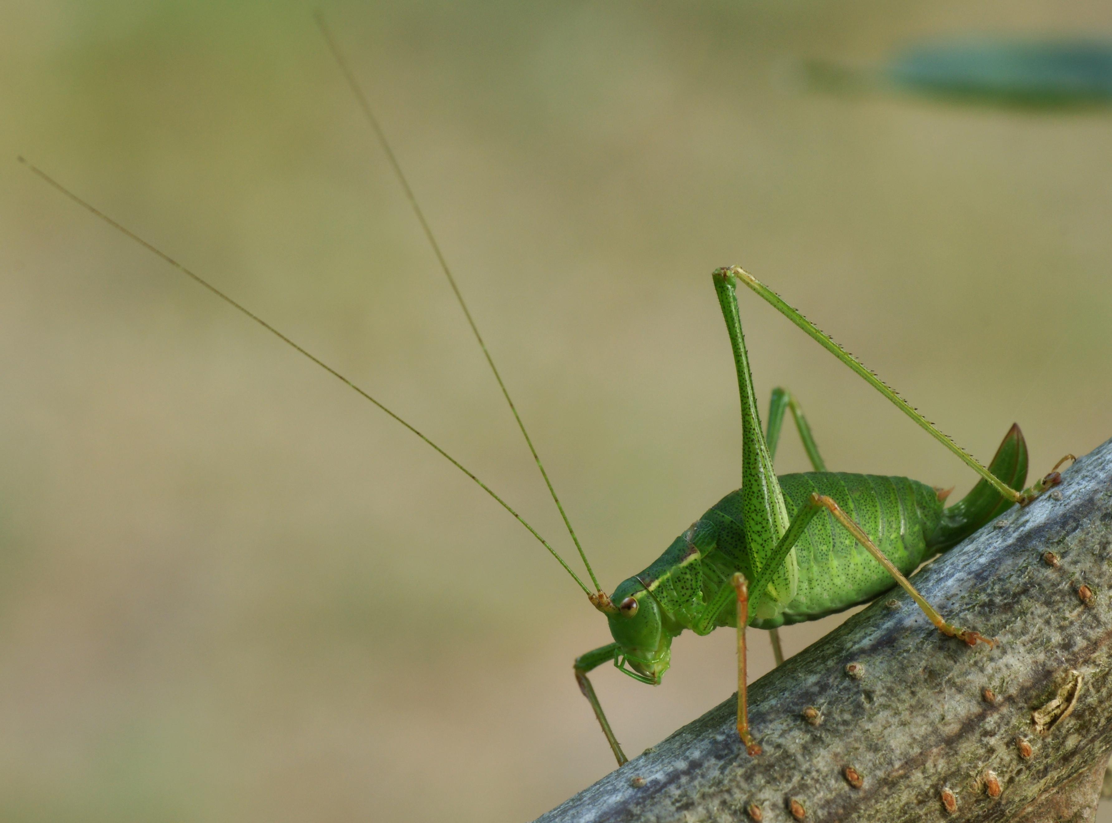 3570x2640 Bush Cricket 02 (MK), Desktop