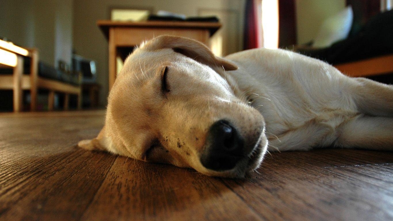 1370x770 Weimaraner Desktop Wallpaper, Desktop