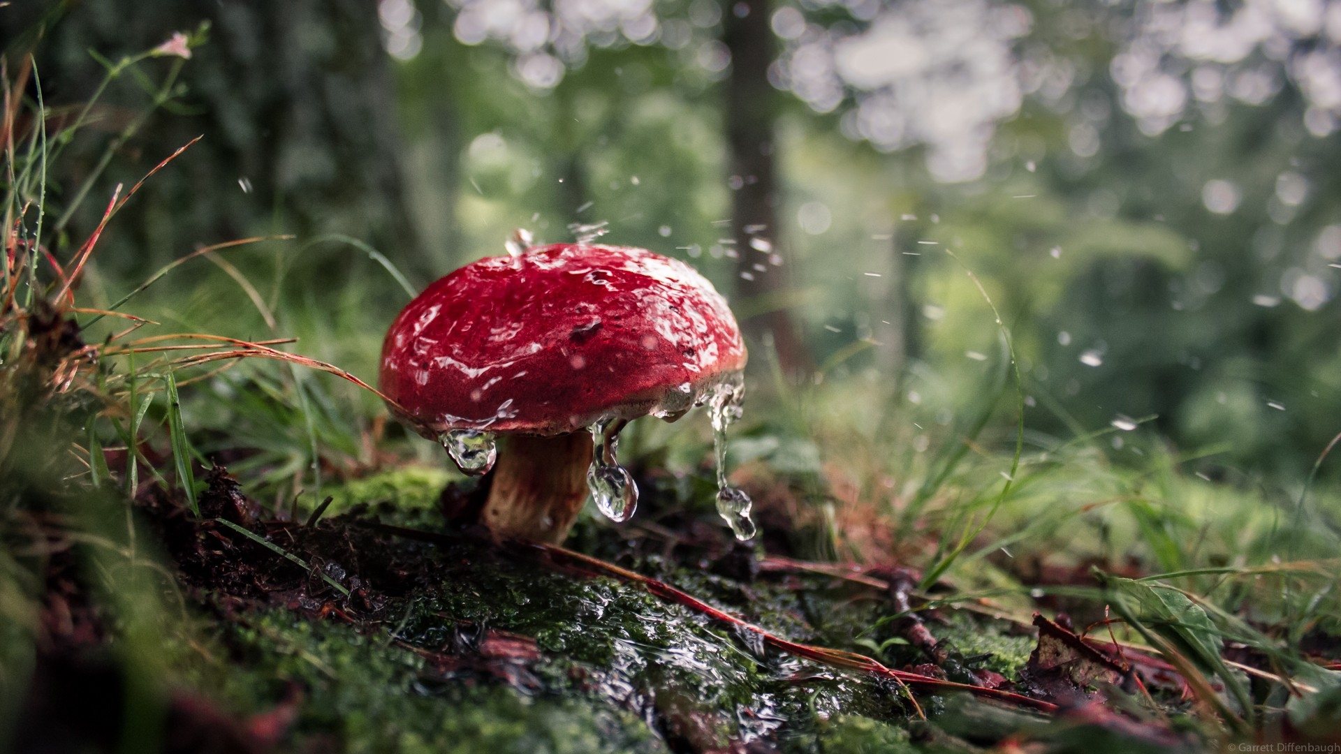 1920x1080 mushroom, Forest Wallpaper HD / Desktop and Mobile Background, Desktop