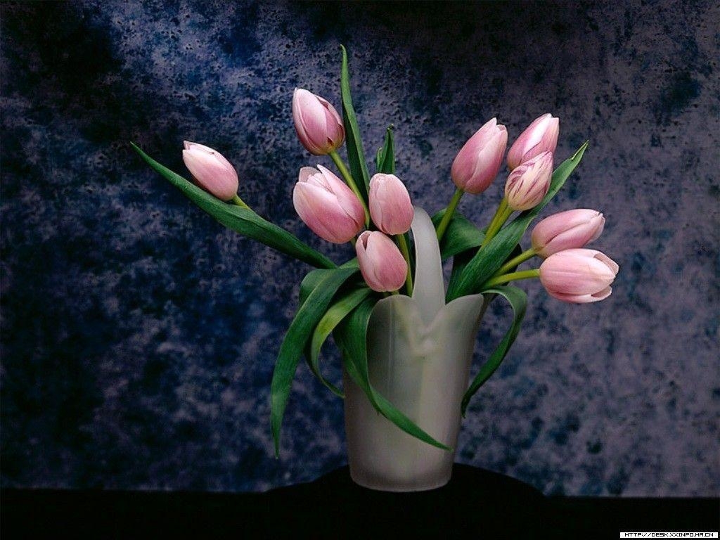 1030x770 Pink Tulip Wallpaper, Desktop