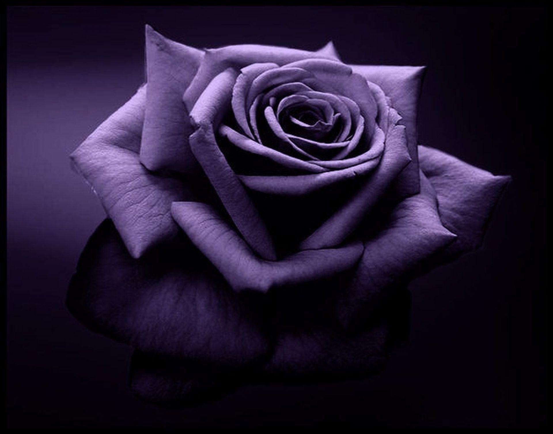 1920x1510 purple rose wallpaper, Desktop