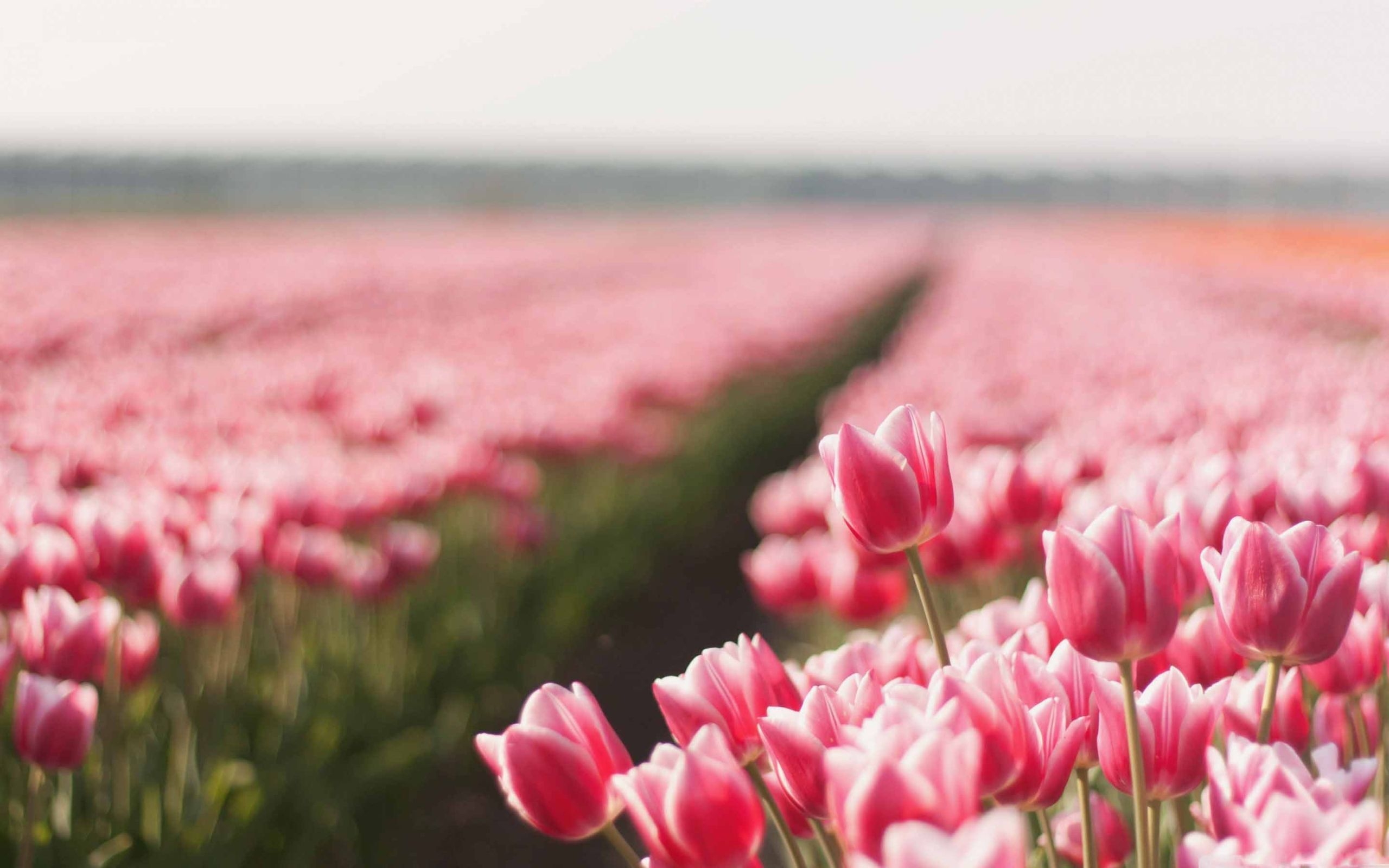 2560x1600 Tulips MacBook Wallpaper, Desktop