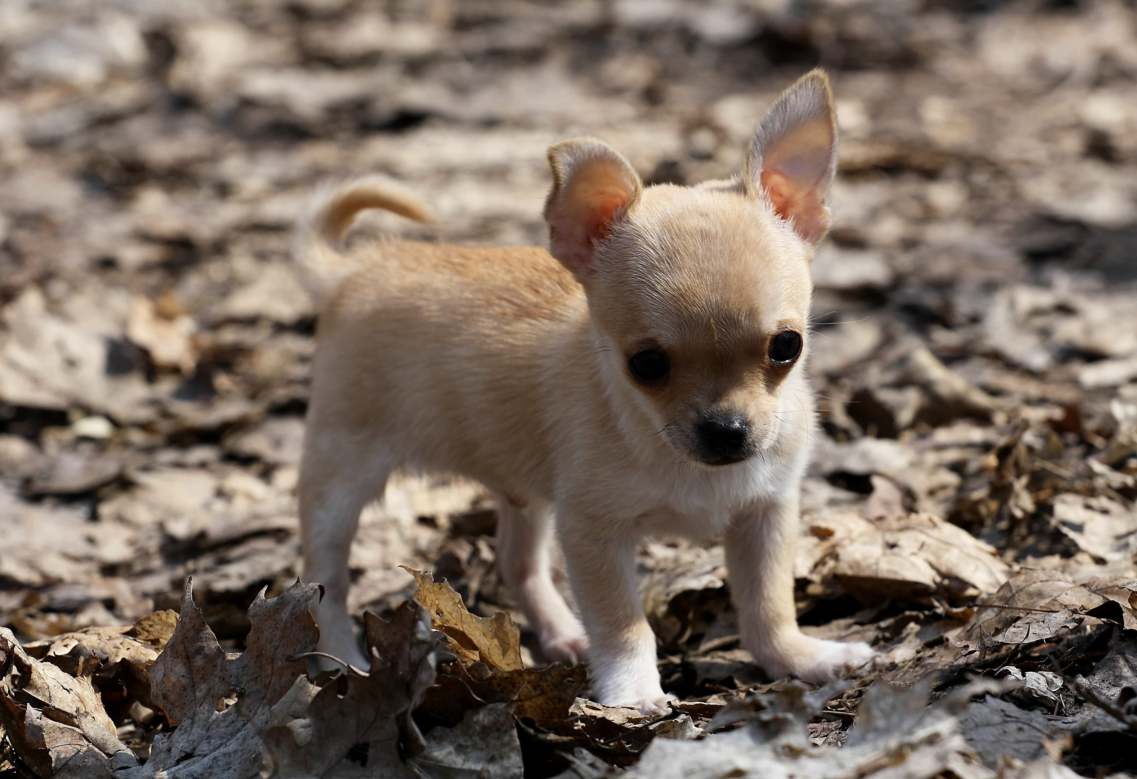 3790x2600 Chihuahua puppy on leaves wallpaper and image, Desktop