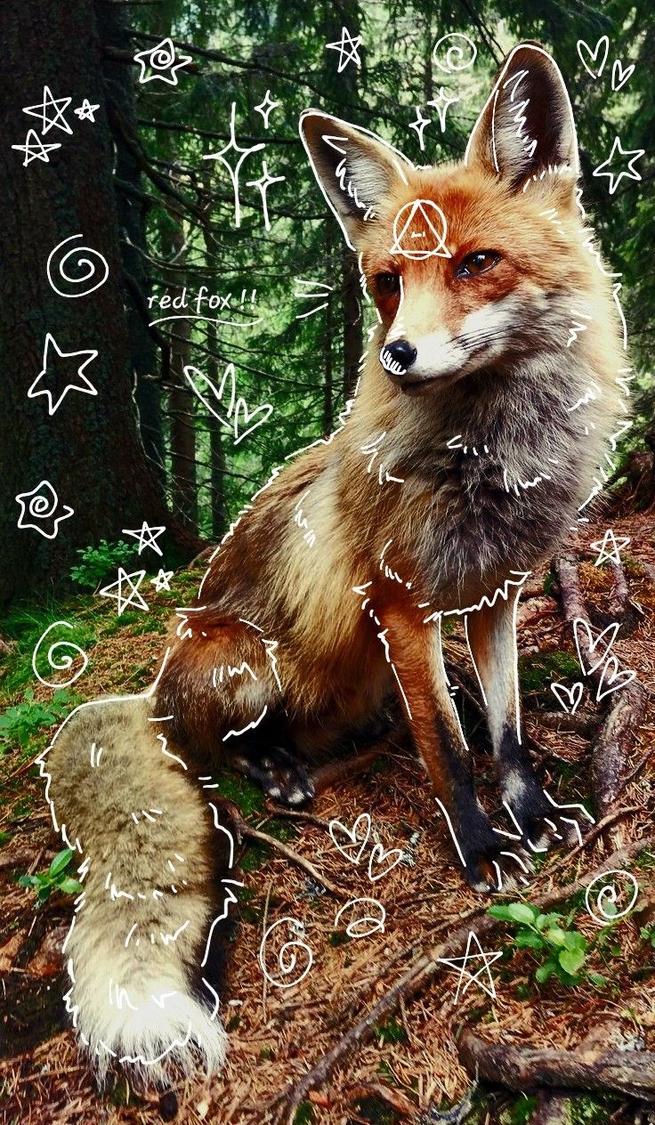 740x1270 red fox therian thing, Phone