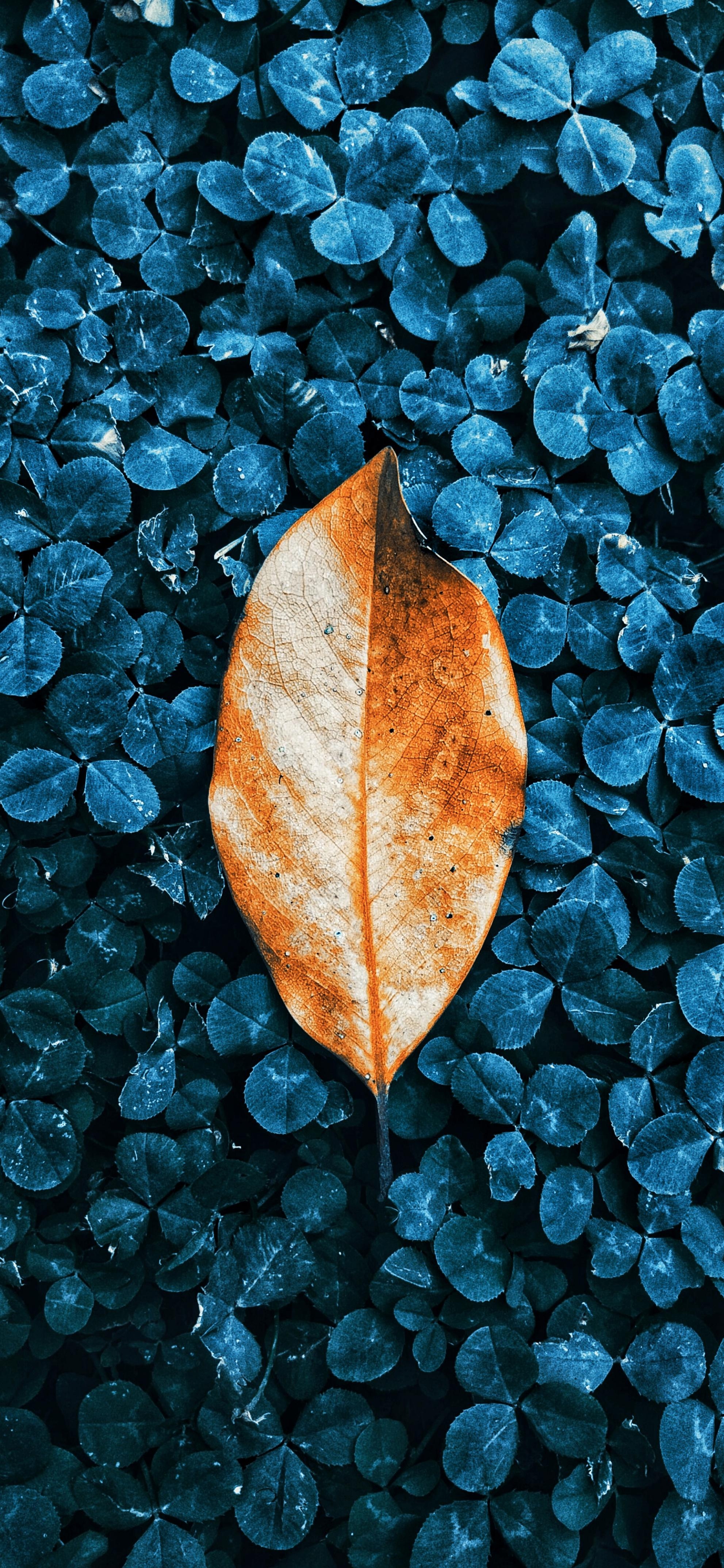 1990x4300 Fall colored autumn leaves wallpaper for iPhone, Phone