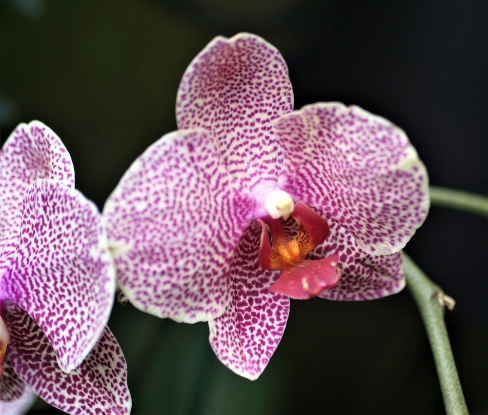 1000x860 Pink Orchid Picture. Download Free Image, Desktop