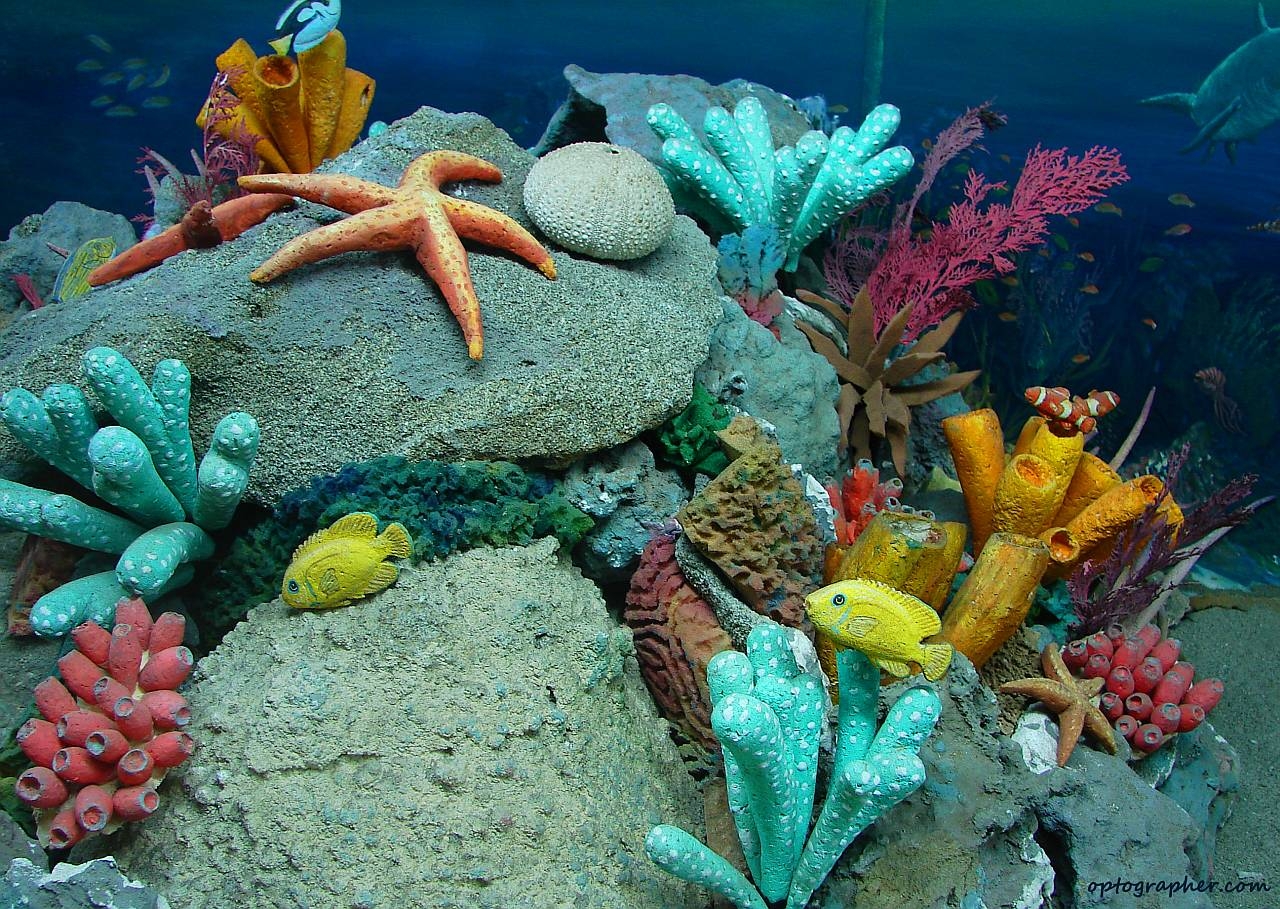 1280x910 best Sea Animals image. Under the sea, Animals, Desktop