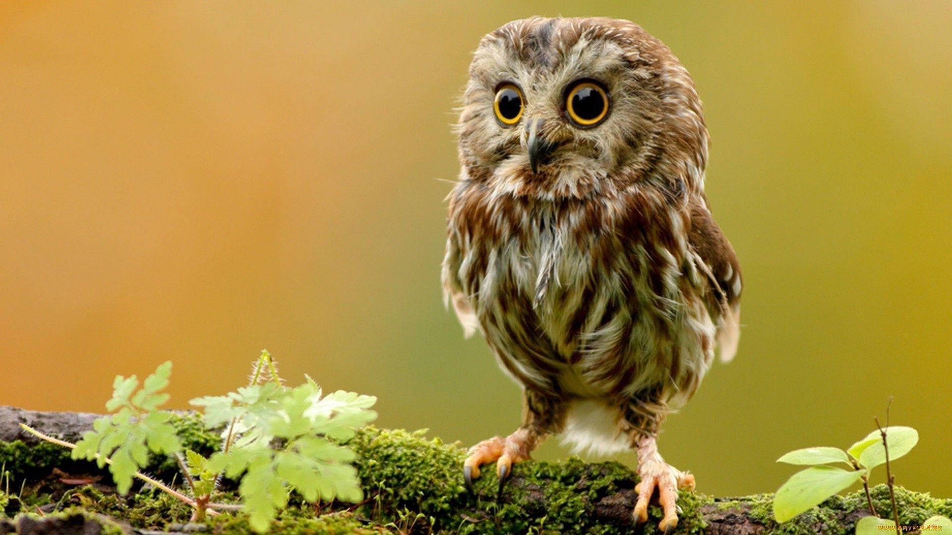 1920x1080 A selection of 10 Image of Owl in HD quality, Desktop