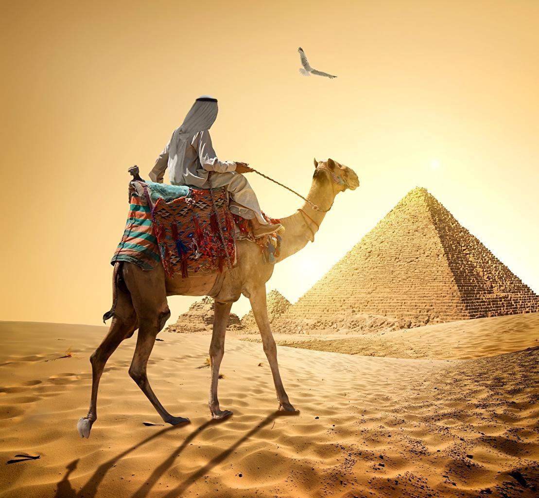 1110x1030 Desktop Wallpaper Camels Egypt Man Cairo Nature Desert Sand, Desktop