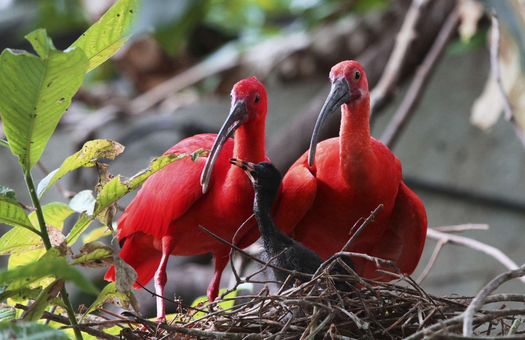 1800x1170 ibis wallpaper con Google. aves. Trinidad, Desktop