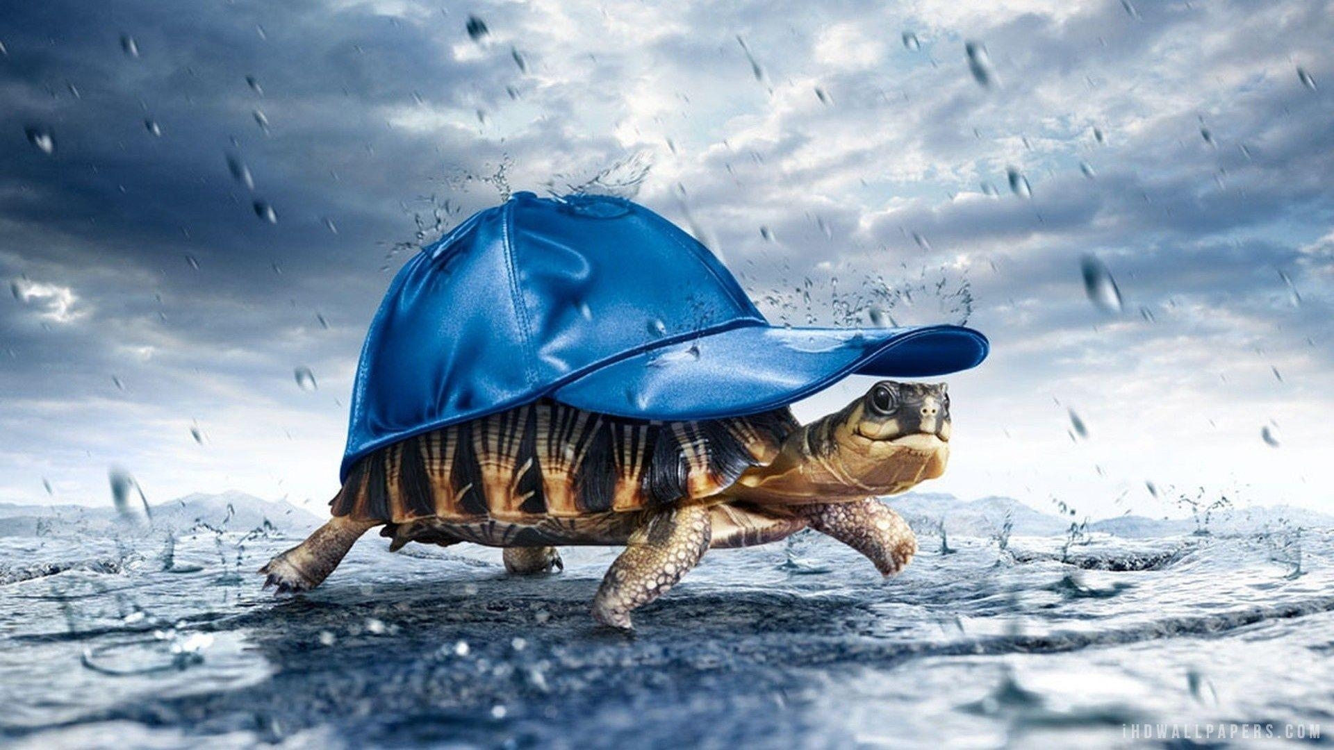 1920x1080 Funny Tortoise HD Wallpaper, Desktop