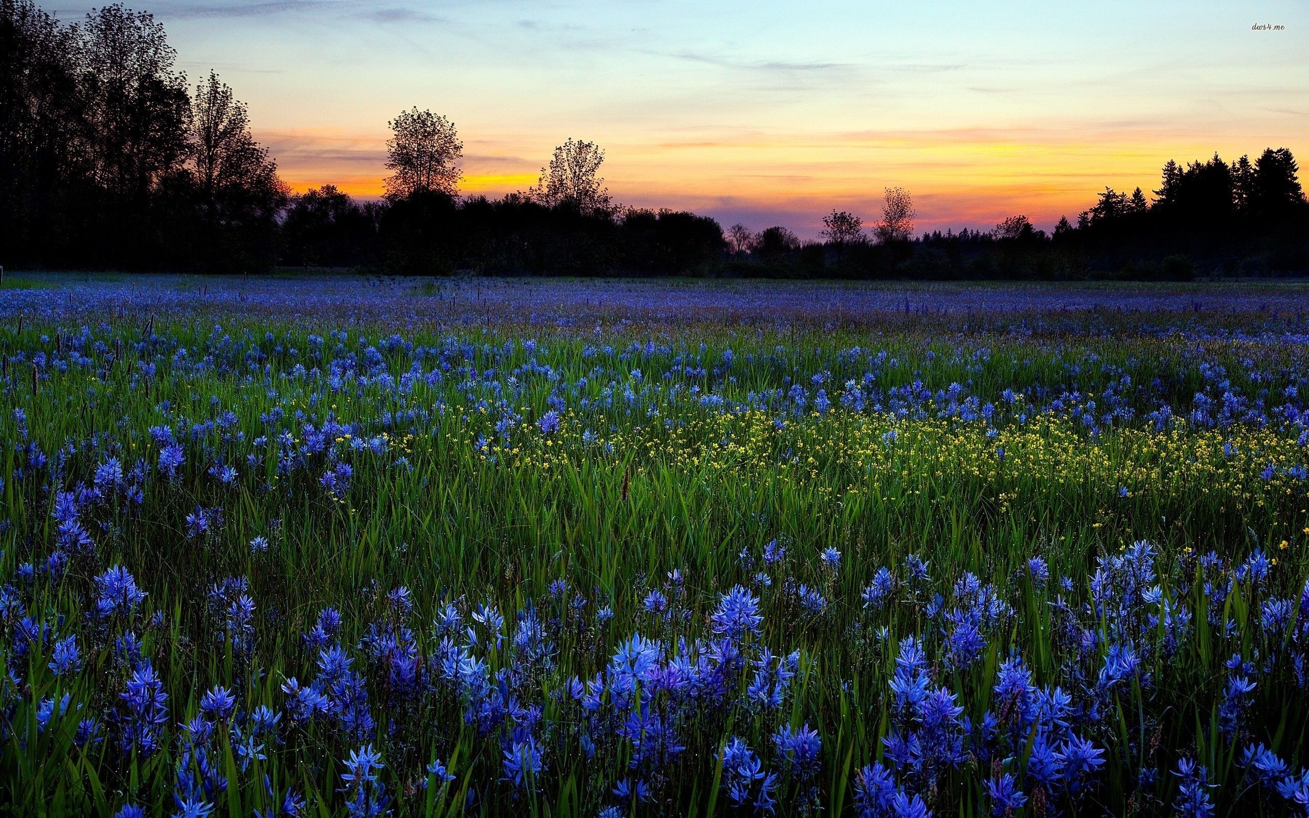 2560x1600 Blue wildflowers wallpaper wallpaper, Desktop