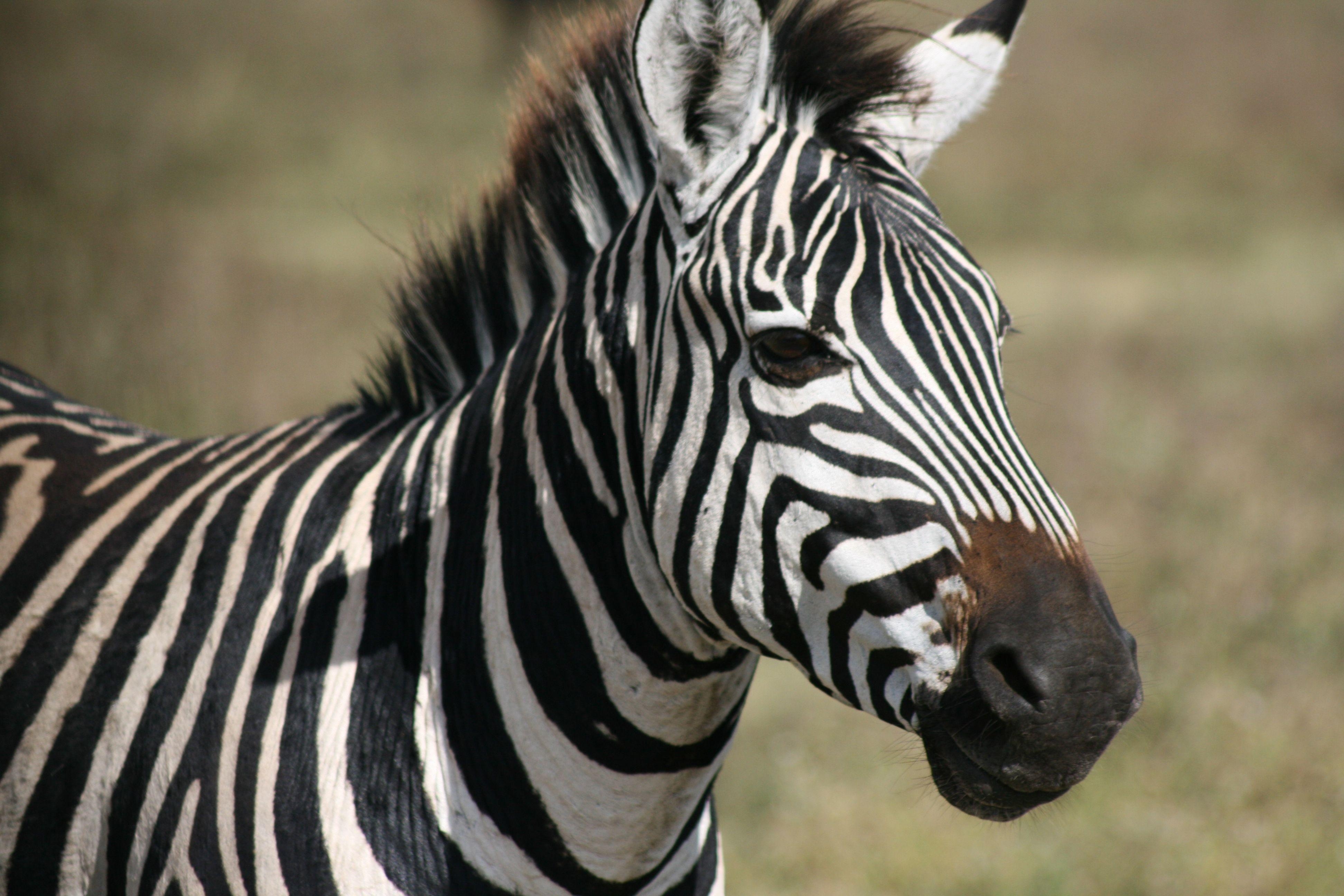 3890x2600 Zebra Picture, Desktop