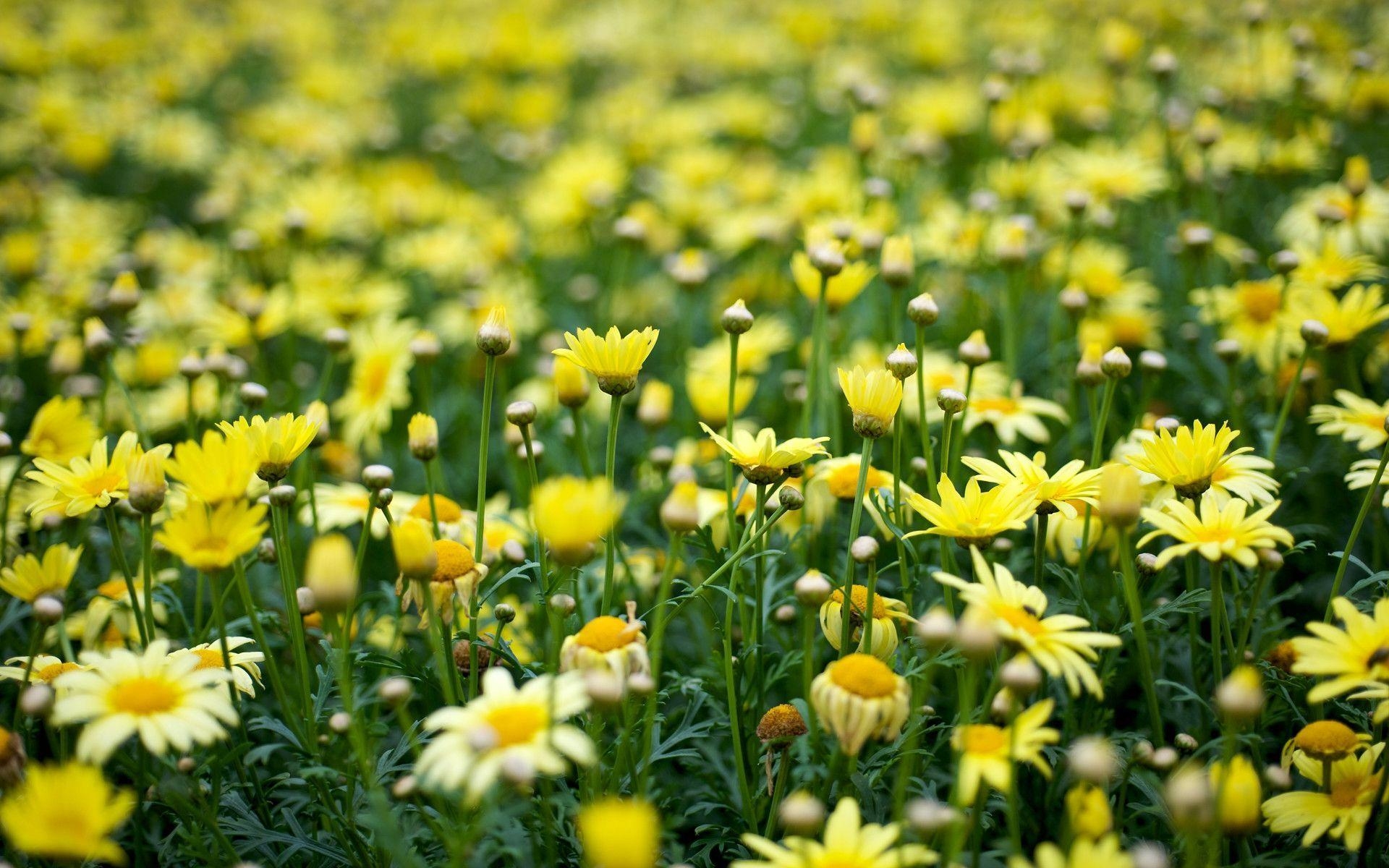 1920x1200 Yellow Flowers Wallpaper, Desktop