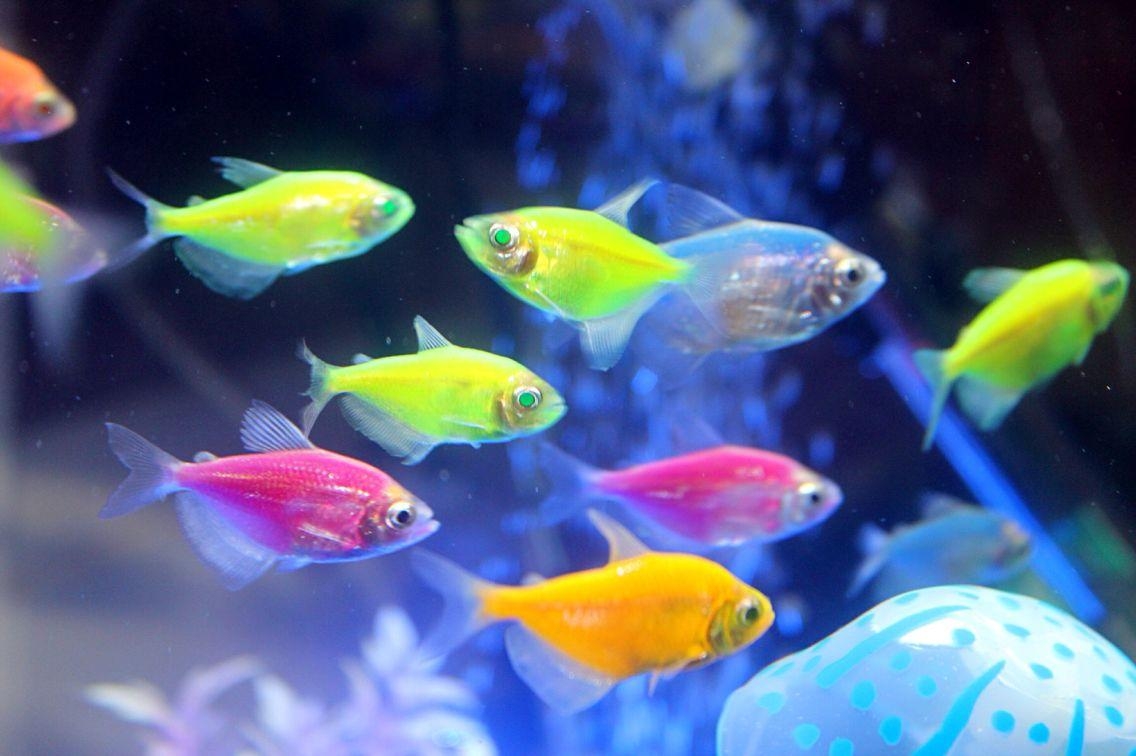 1140x760 Tetra Fish Guide. Neon, Cardinal, Ember, Serpae Fish, Desktop