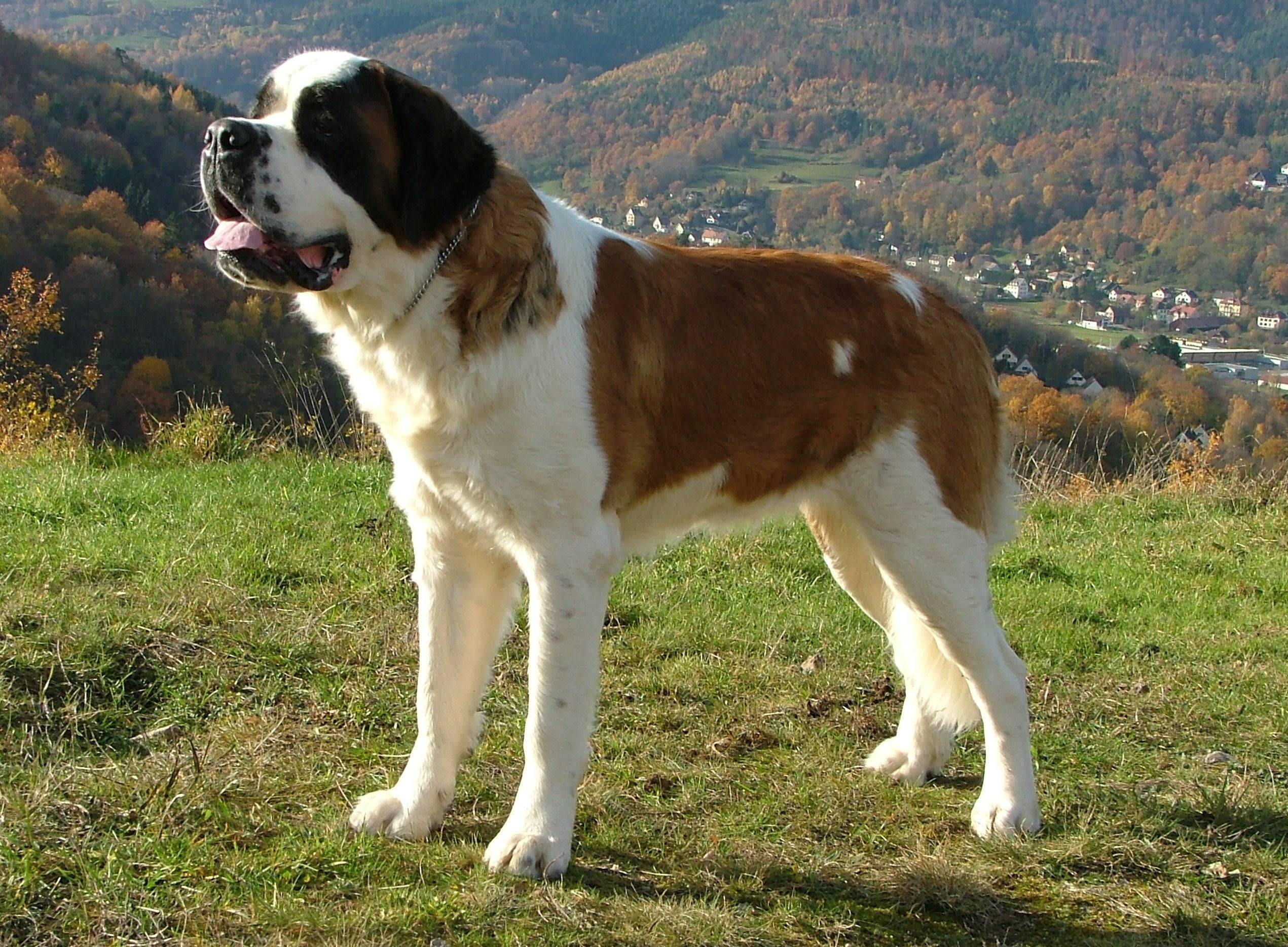 2550x1870 St Bernard Wallpaper 20324 Best HD Wallpaper. Wallpaiper, Desktop