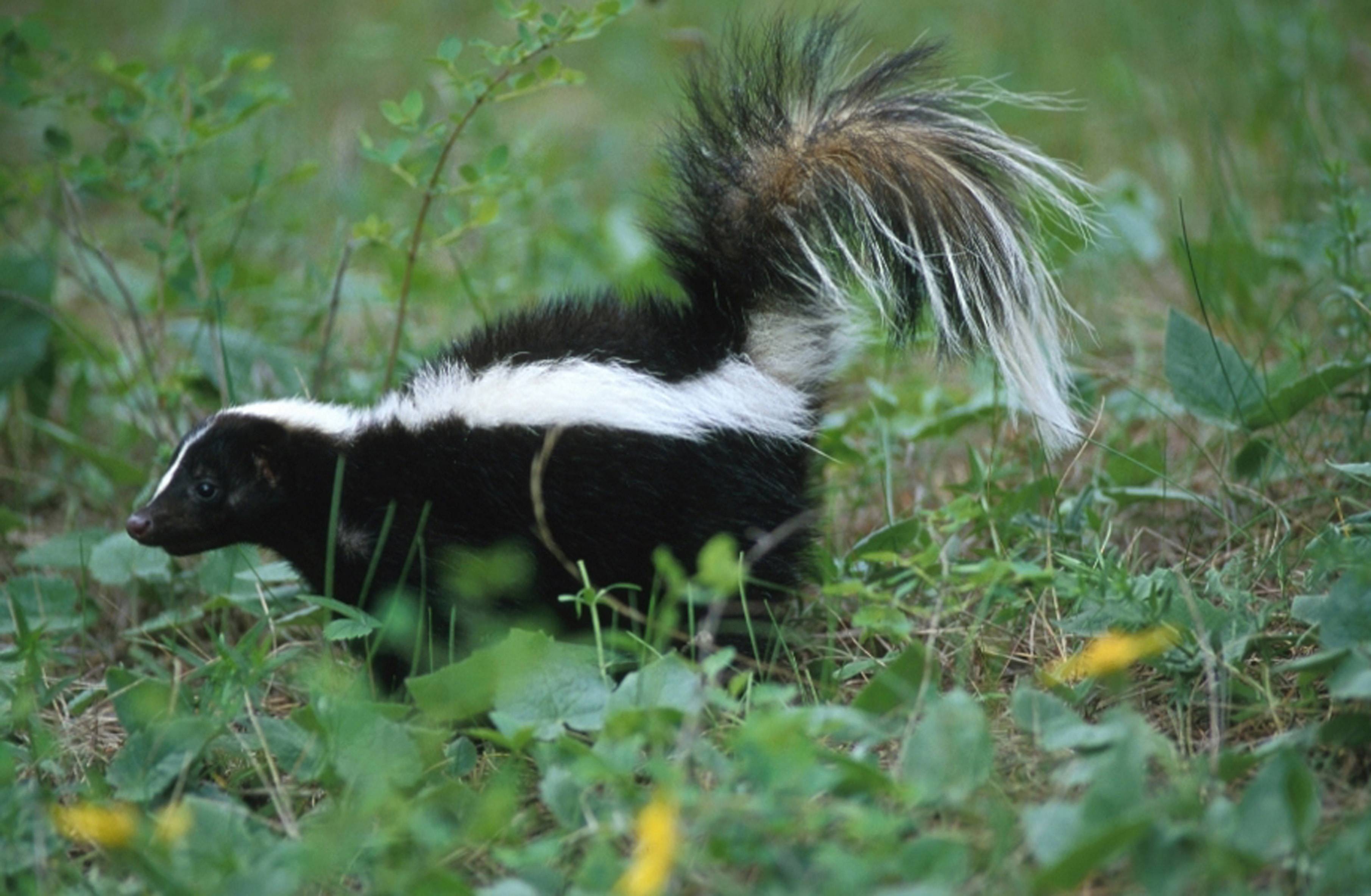 3630x2370 Striped Skunk HD Wallpaper Wallpaper Inn, Desktop