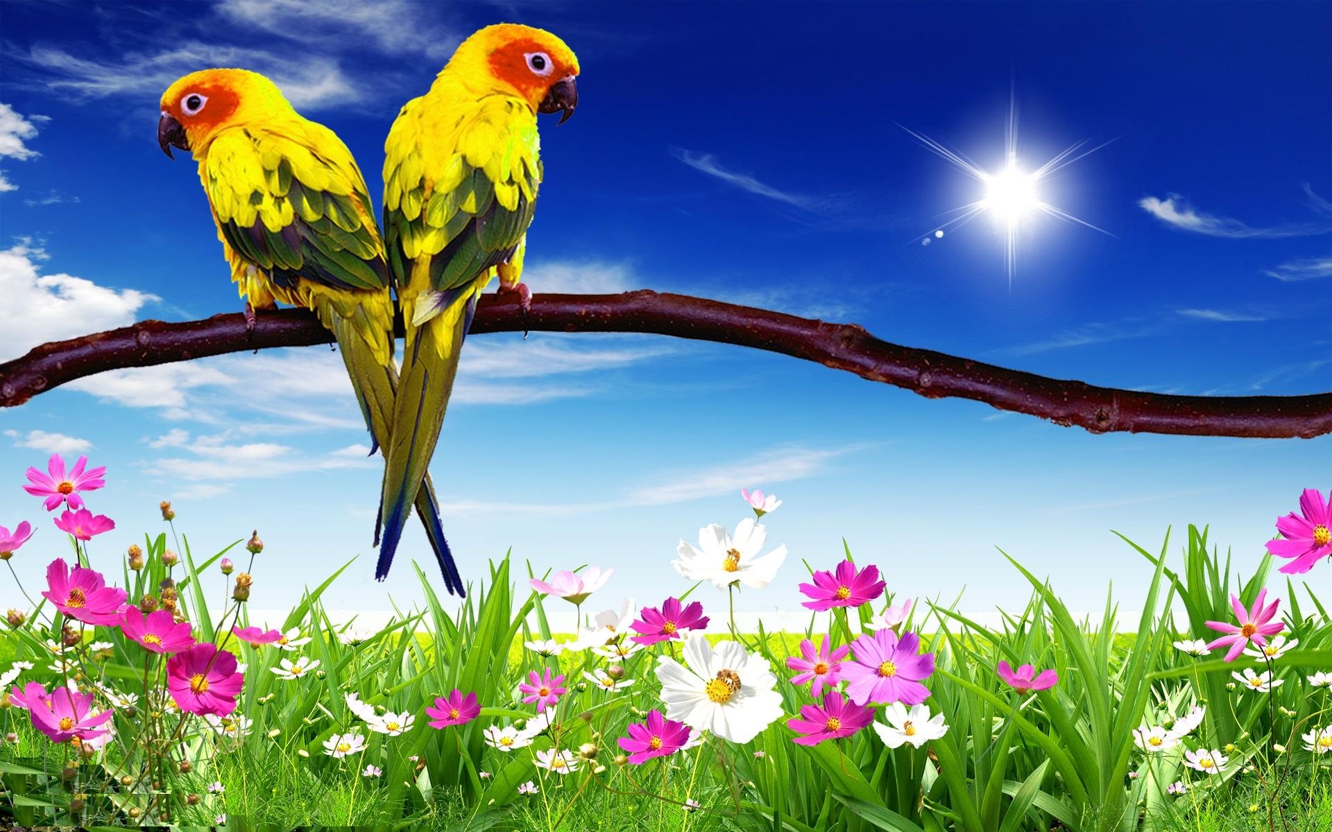 1920x1200 Parrot Wallpaper For Desktop HD. Free Desk Wallpaper 2, Desktop