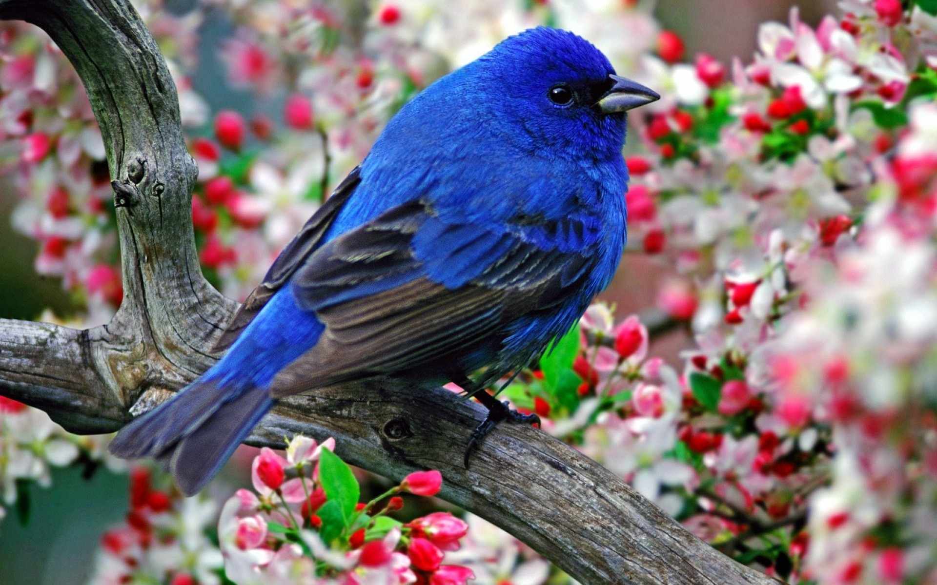 1920x1200 flowers birds branches  wallpaper High Quality, Desktop