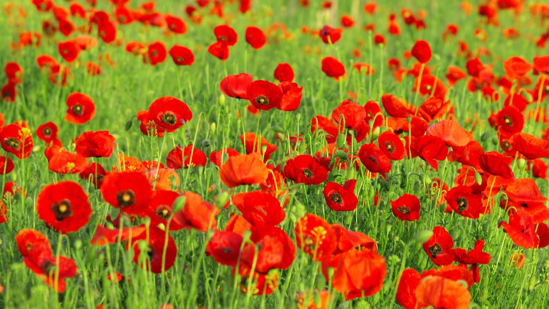 1920x1080 Poppy flower wallpaper.com. Latest HD Wallpaper, Desktop