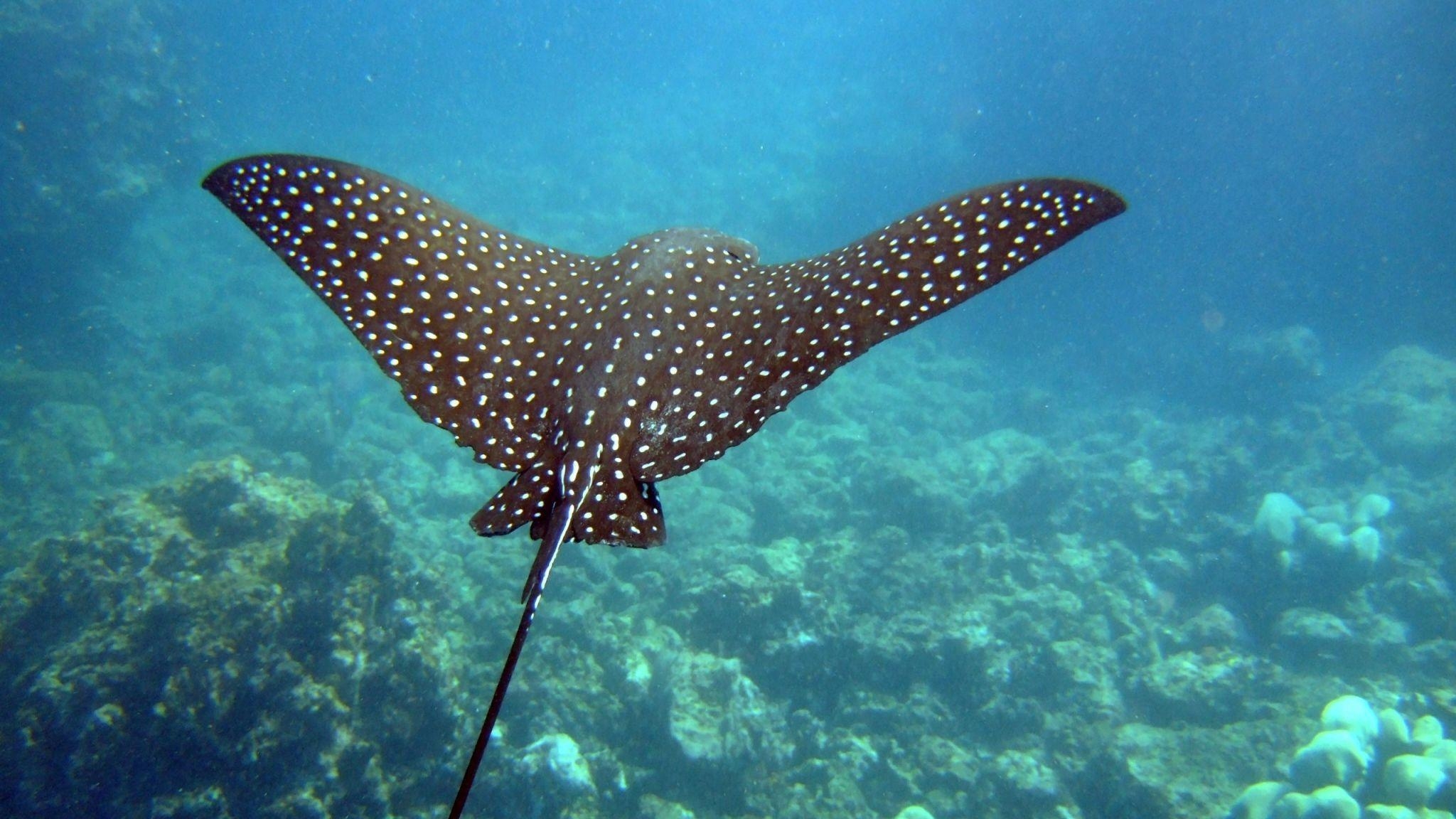 2050x1160 Stingray Swimming Wallpaper, Desktop