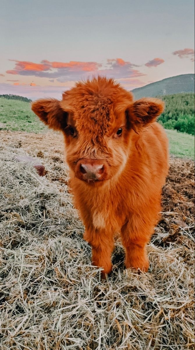 670x1200 Cute baby cow, Fluffy cows, Cute cows.com, Phone