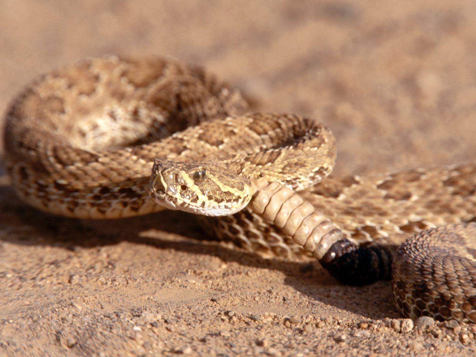 1600x1200 Rattlesnake HD Wallpaper. Rattlesnake Picture, Image. Cool, Desktop